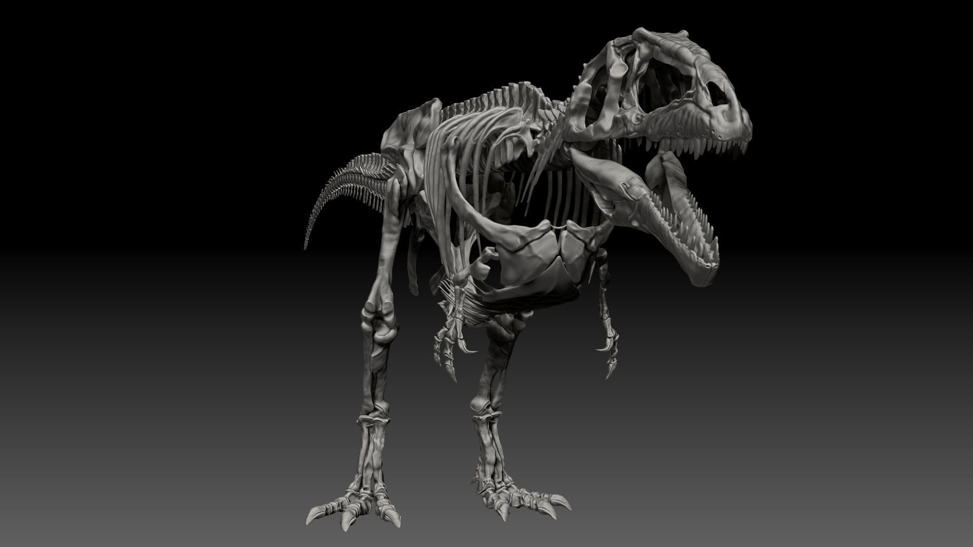 Dinosaur Giganotosaururs Full Skeletons Sculpt Project 3D model_15