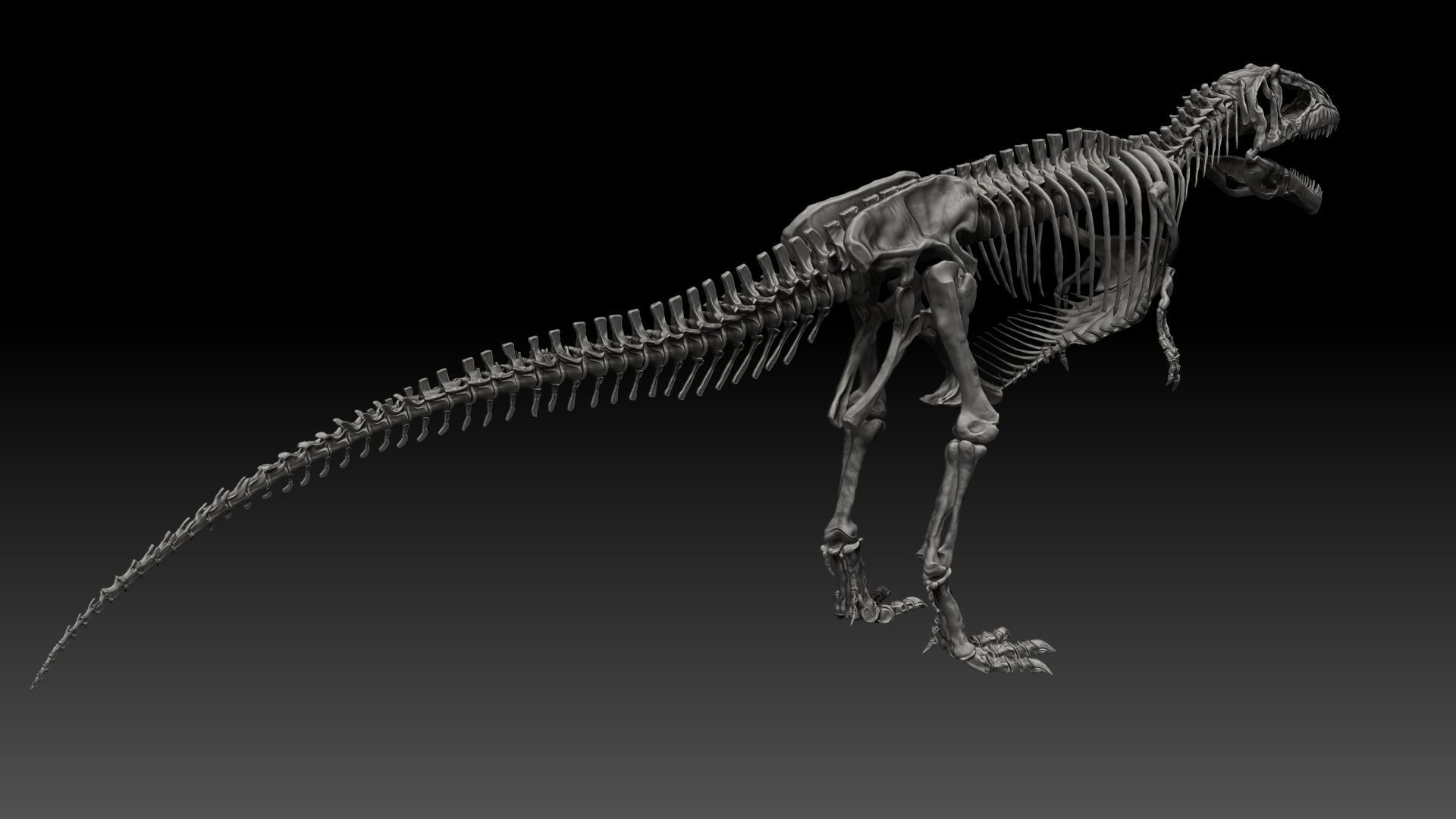 Dinosaur Giganotosaururs Full Skeletons Sculpt Project 3D model_7