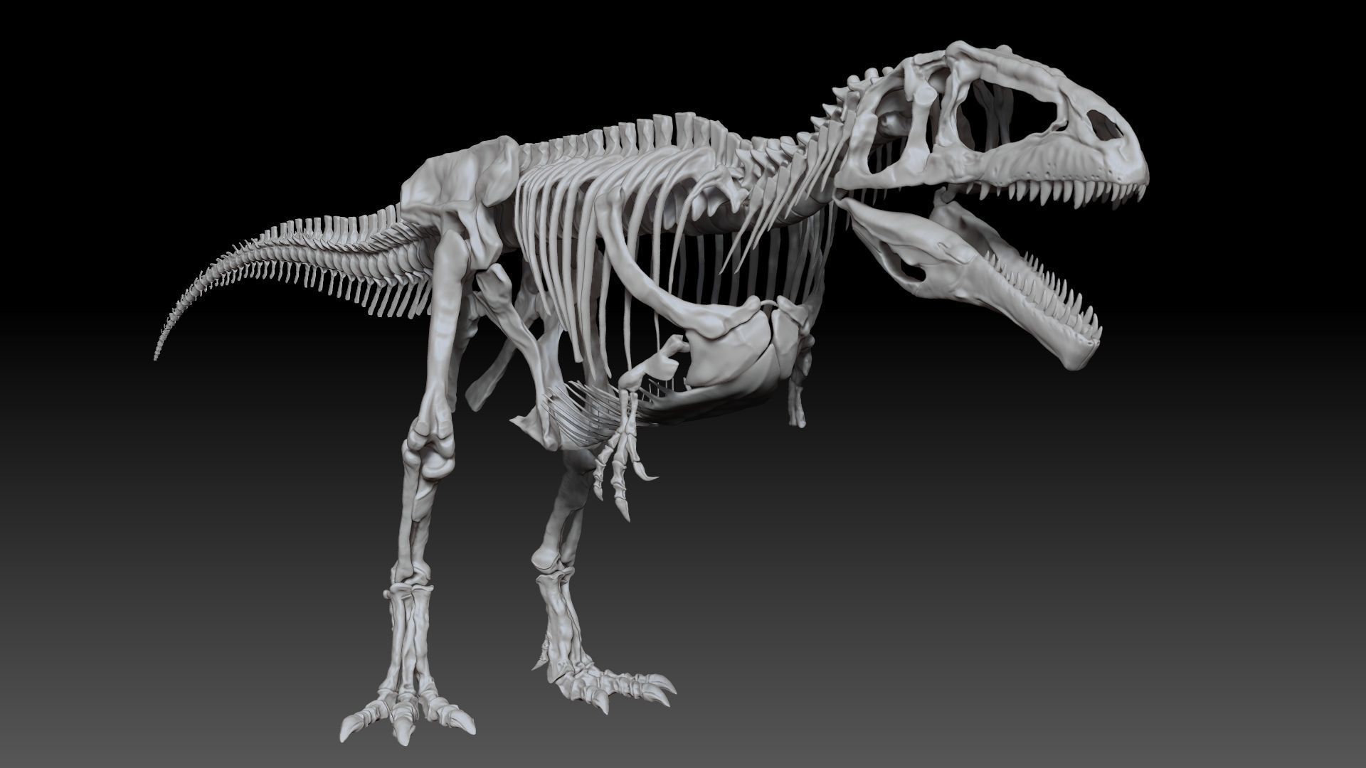 Dinosaur Giganotosaururs Full Skeletons Sculpt Project 3D model_16