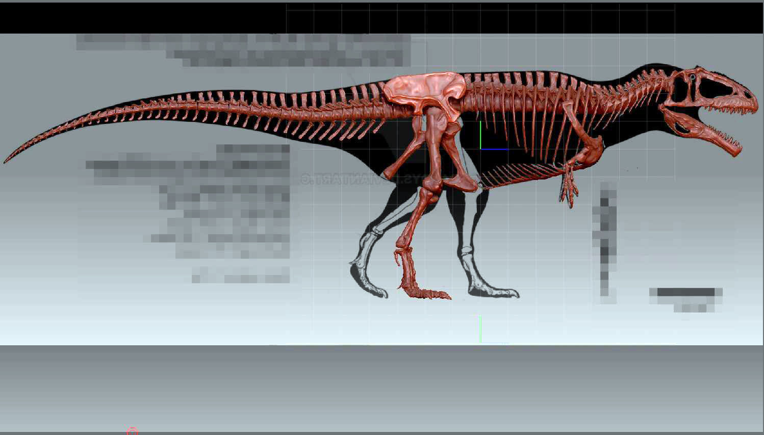 Dinosaur Giganotosaururs Full Skeletons Sculpt Project 3D model_4
