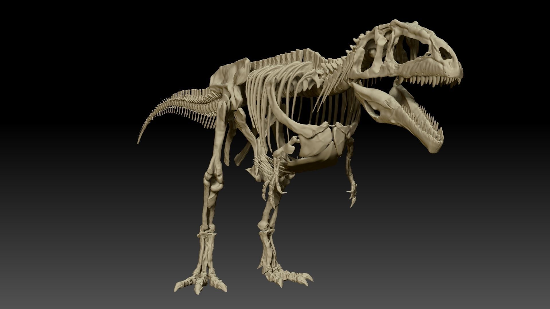 Dinosaur Giganotosaururs Full Skeletons Sculpt Project 3D model_10