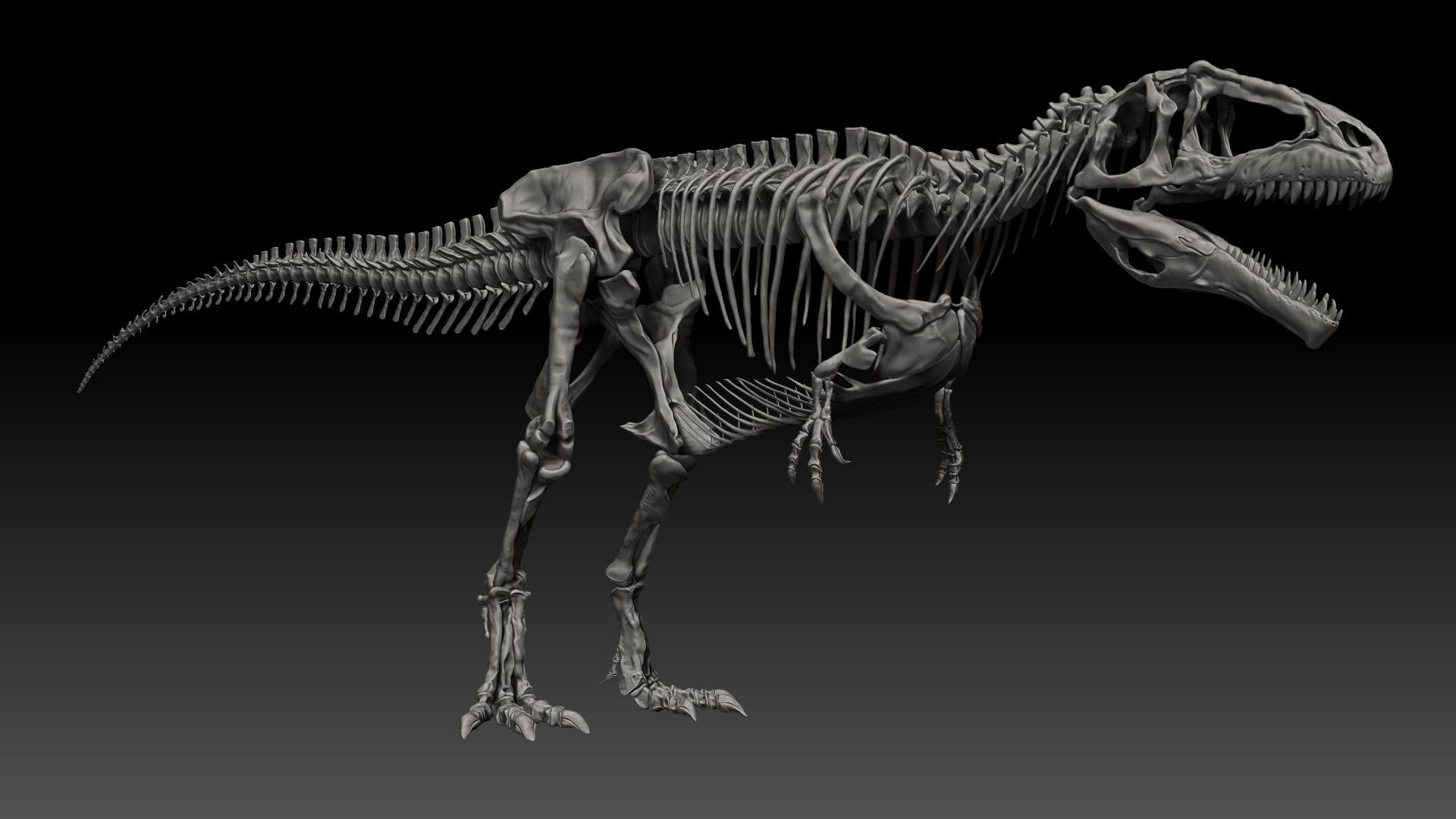 Dinosaur Giganotosaururs Full Skeletons Sculpt Project 3D model_13