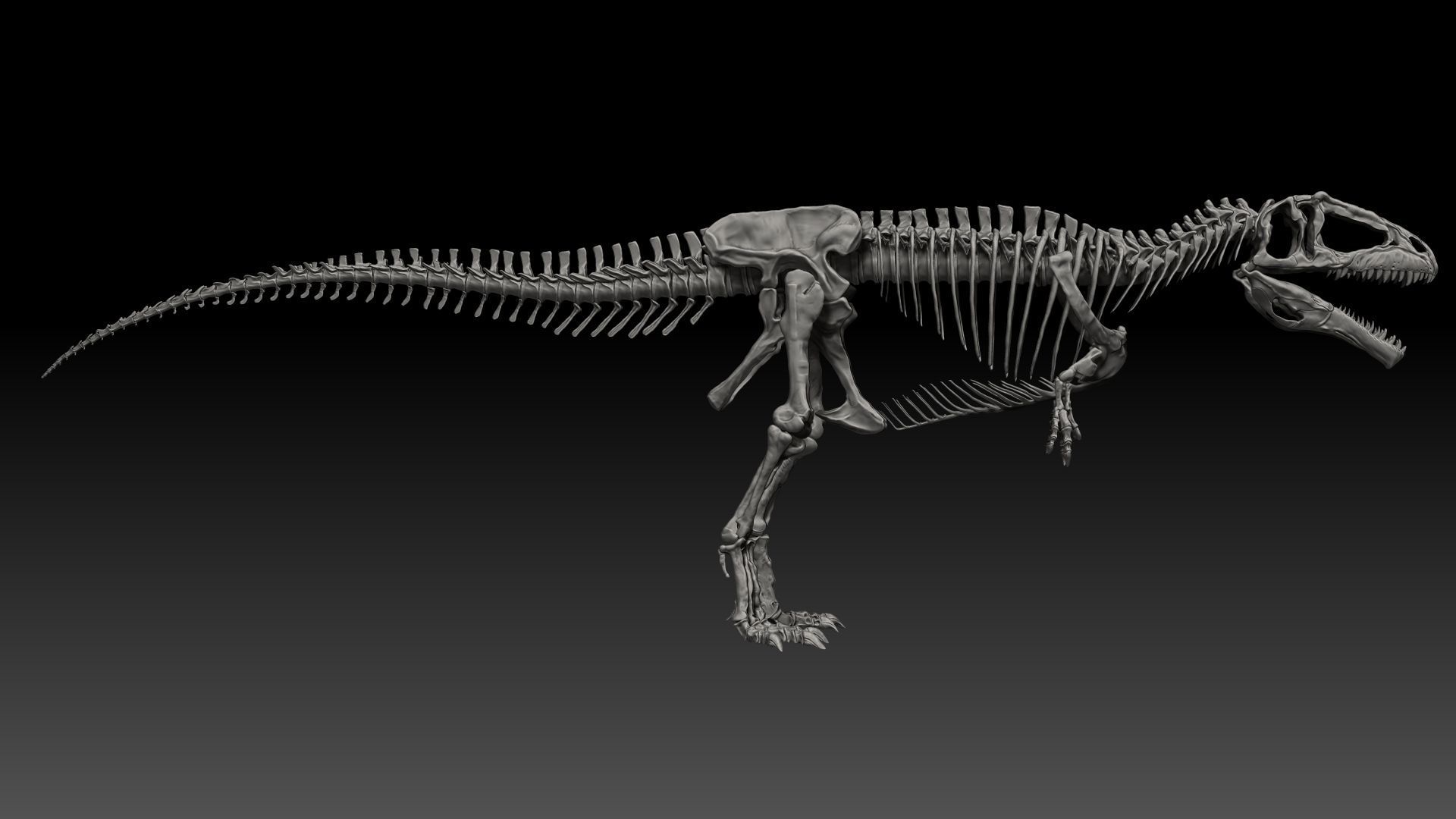 Dinosaur Giganotosaururs Full Skeletons Sculpt Project 3D model_17