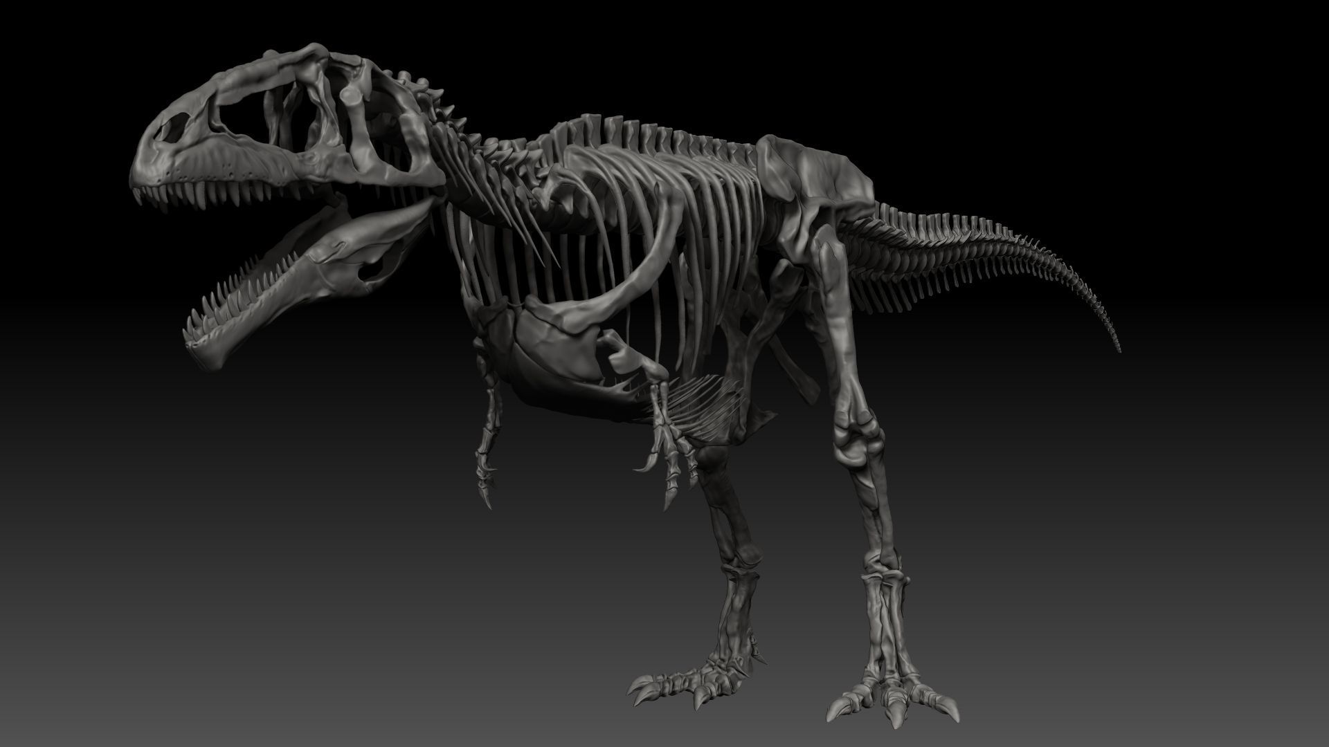 Dinosaur Giganotosaururs Full Skeletons Sculpt Project 3D model_6