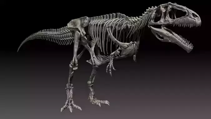 Dinosaur Giganotosaururs Full Skeletons Sculpt Project