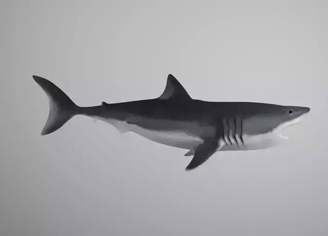 Great White Shark Low-poly 3D model