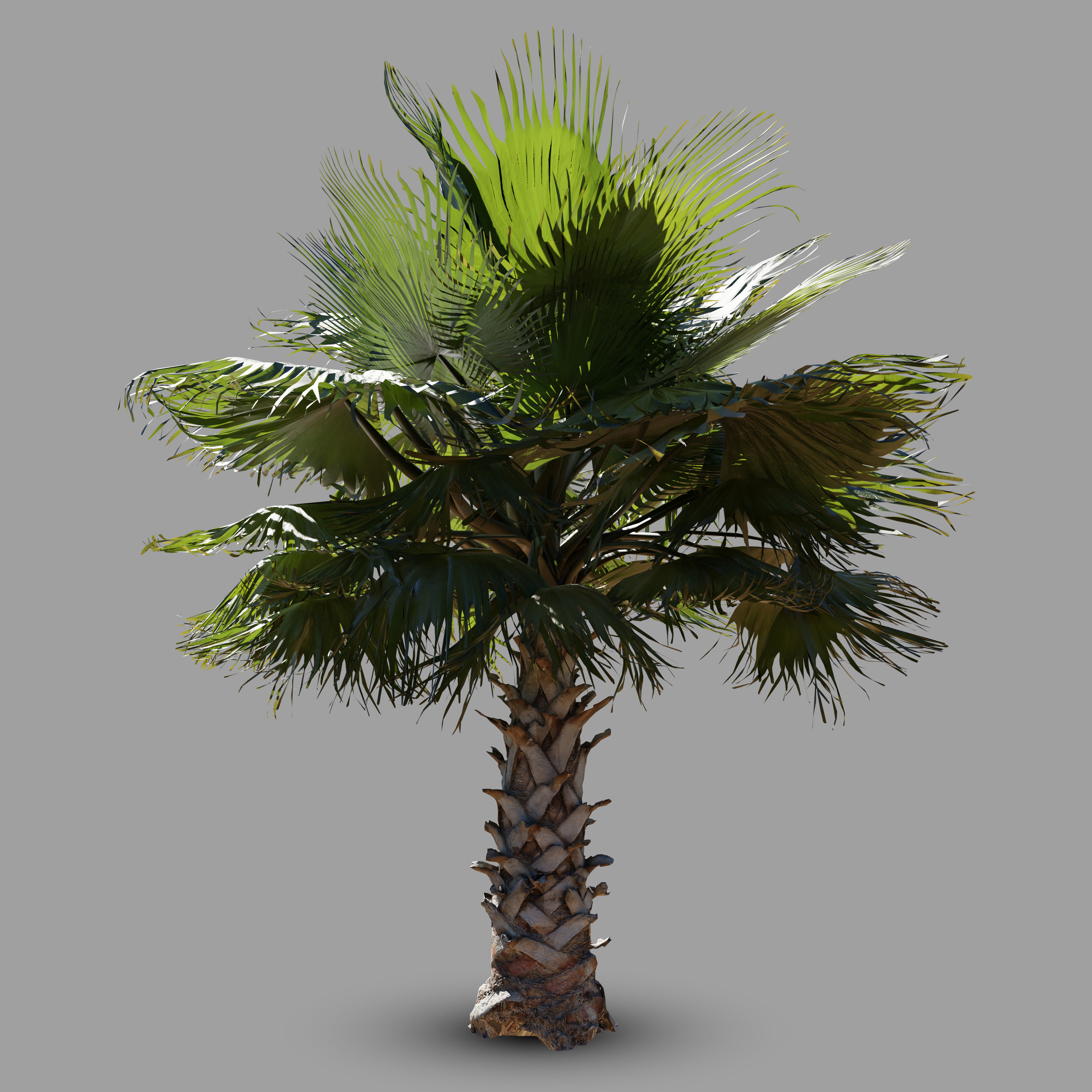 Palm tree  - photoscan 3D model_1