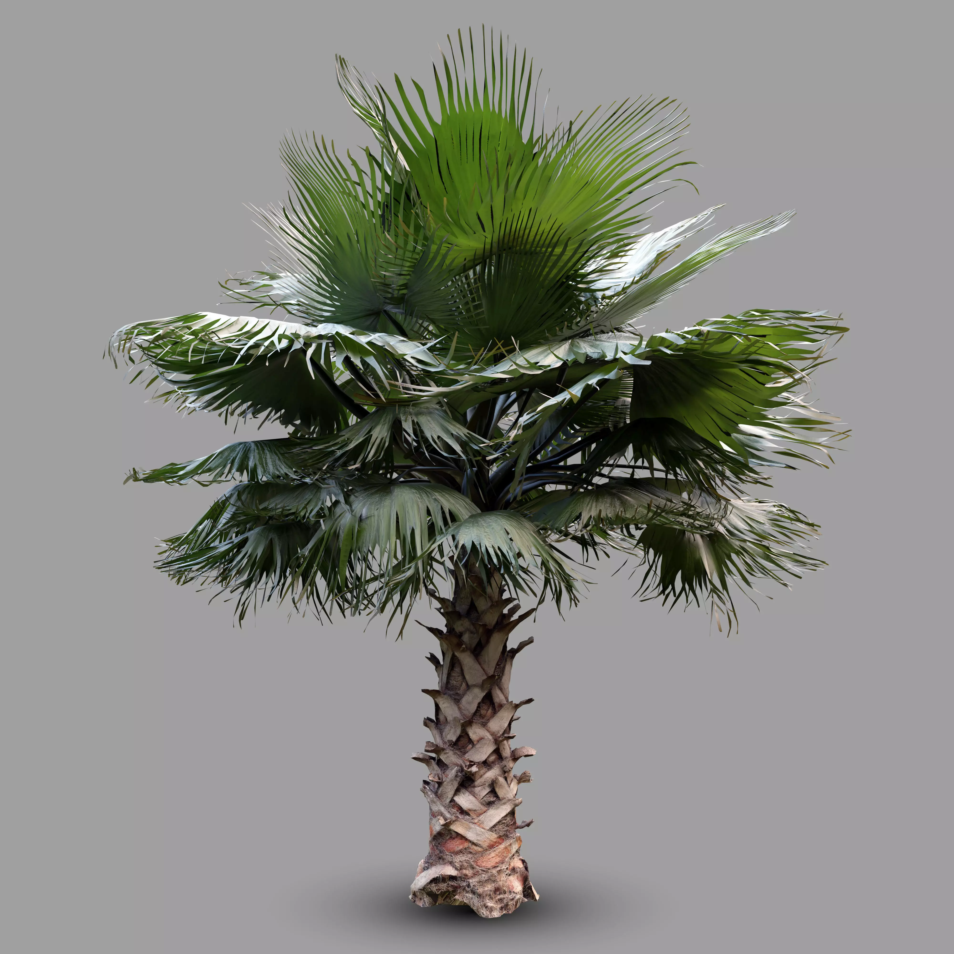 Palm tree  - photoscan 3D model_0