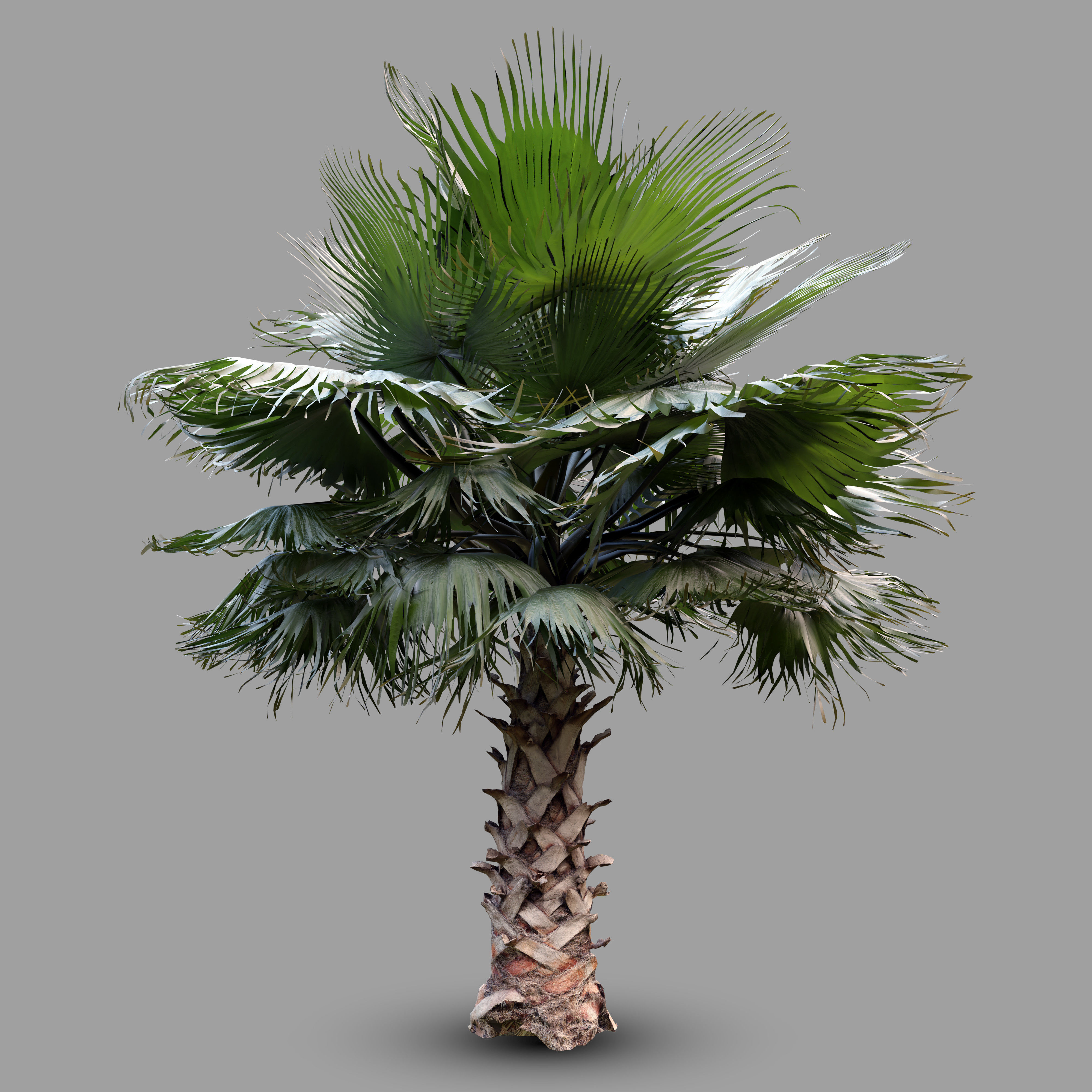 Palm tree  - photoscan 3D model_0