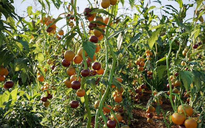 GrowFX and Mesh - Vegetables Crop Collection 3D model 3