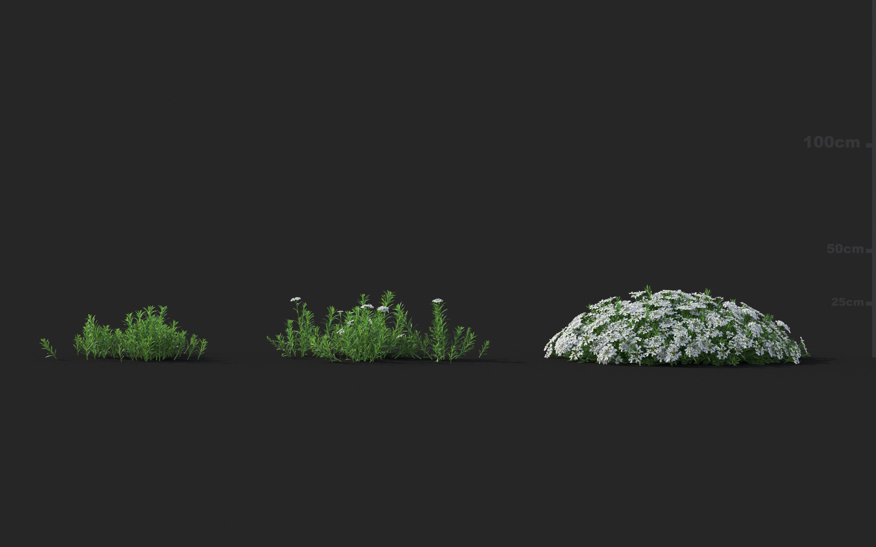 Ground cover plants Collection - Include GrowFX and Mesh file  3D model_43