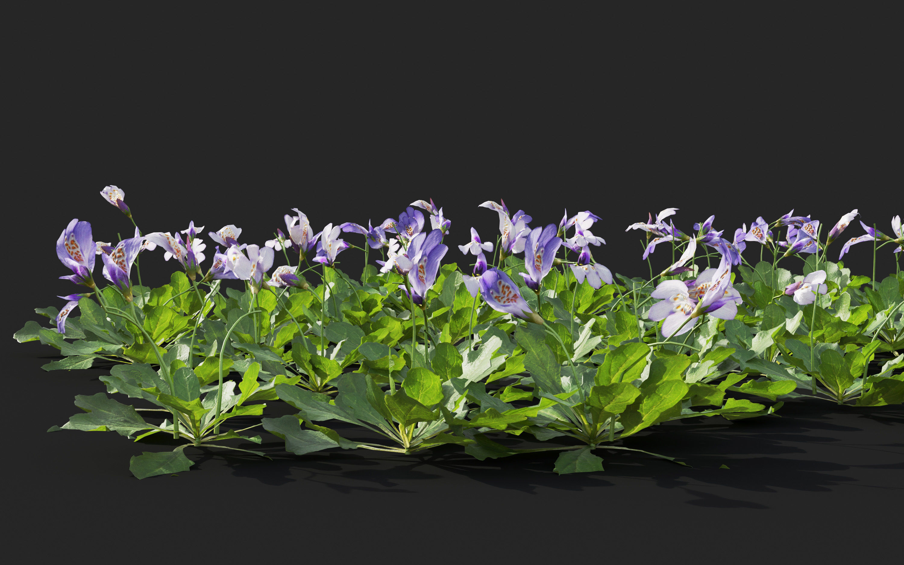 Ground cover plants Collection - Include GrowFX and Mesh file  3D model_66