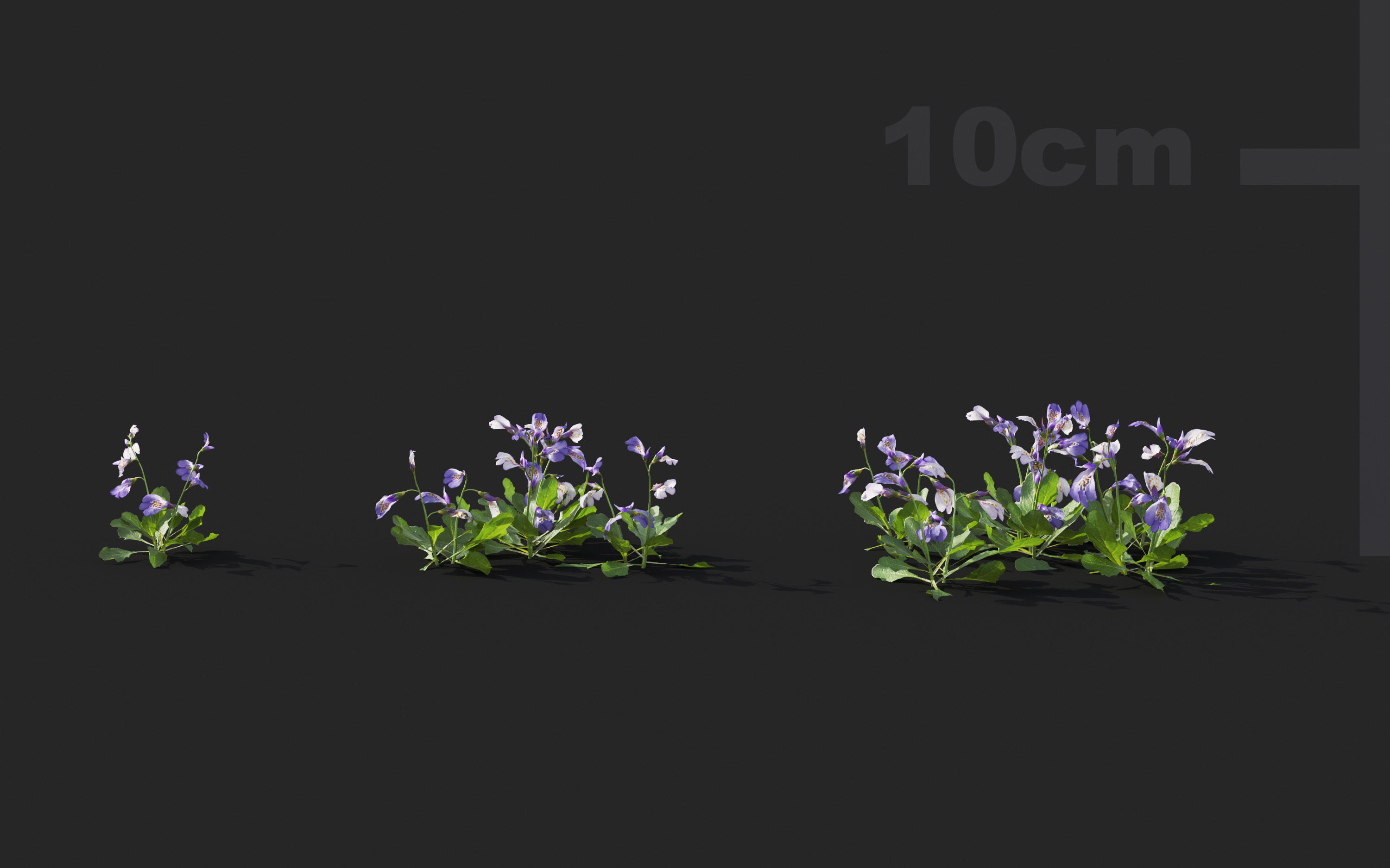Ground cover plants Collection - Include GrowFX and Mesh file  3D model_63