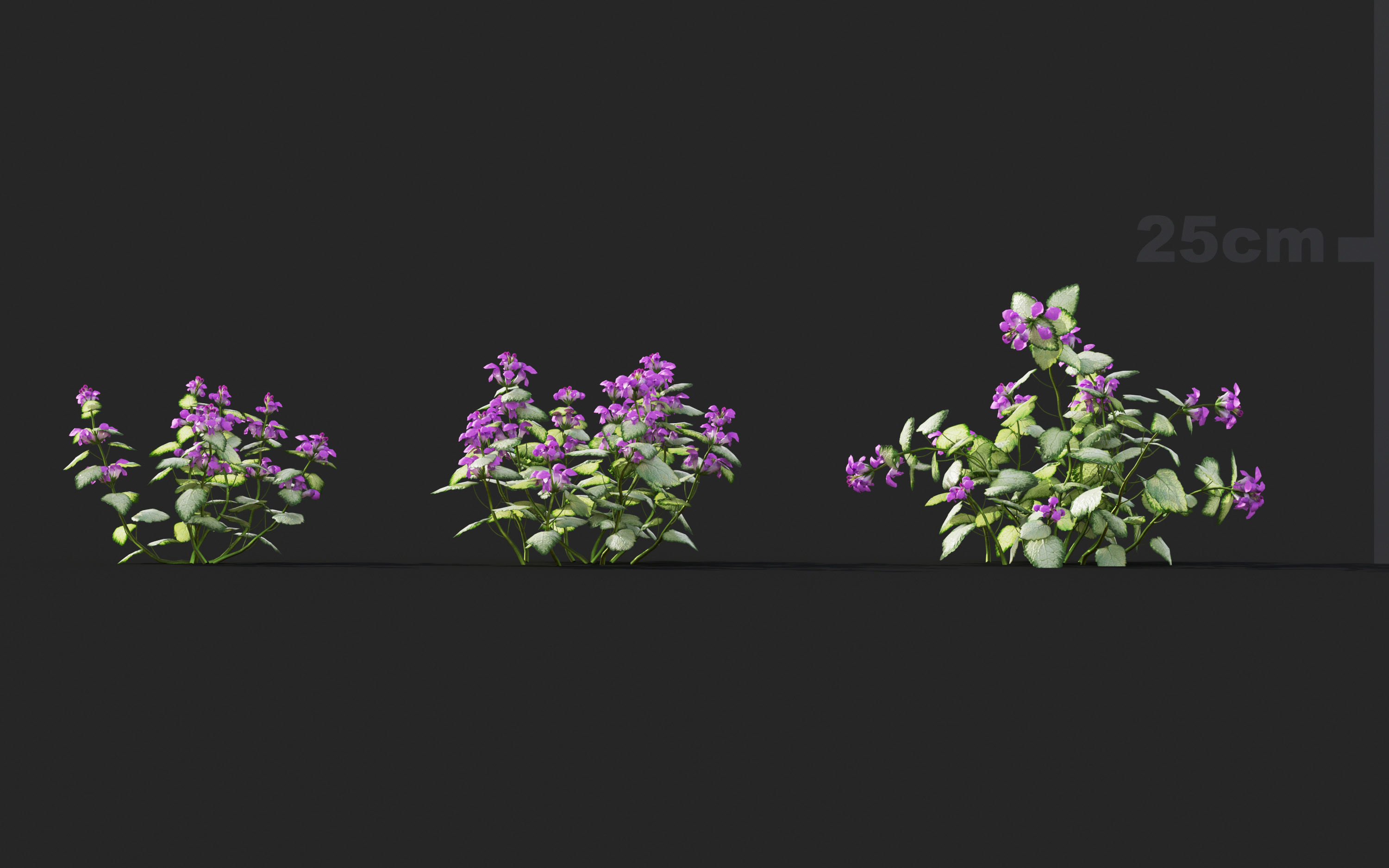 Ground cover plants Collection - Include GrowFX and Mesh file  3D model_52