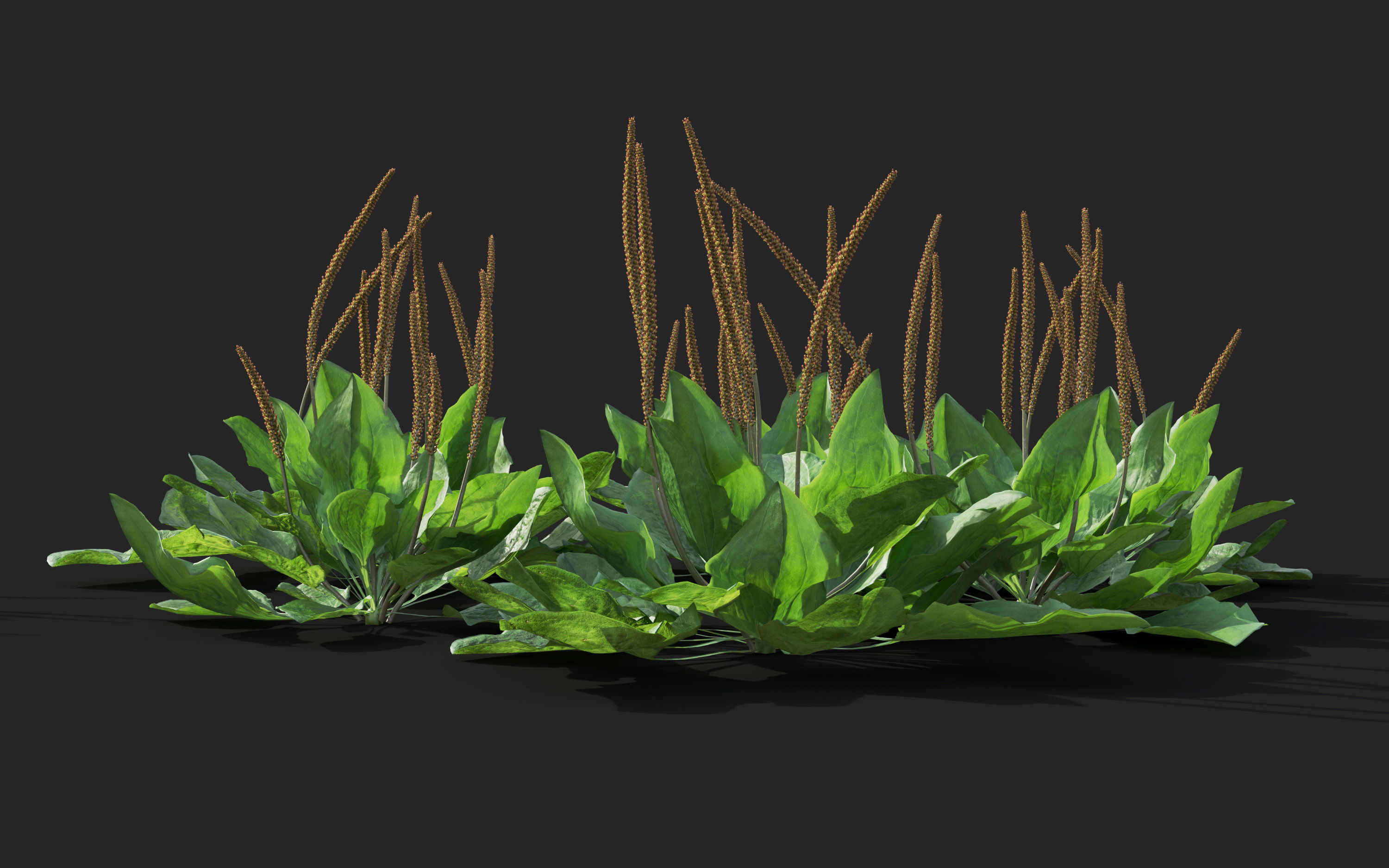 Ground cover plants Collection - Include GrowFX and Mesh file  3D model_78