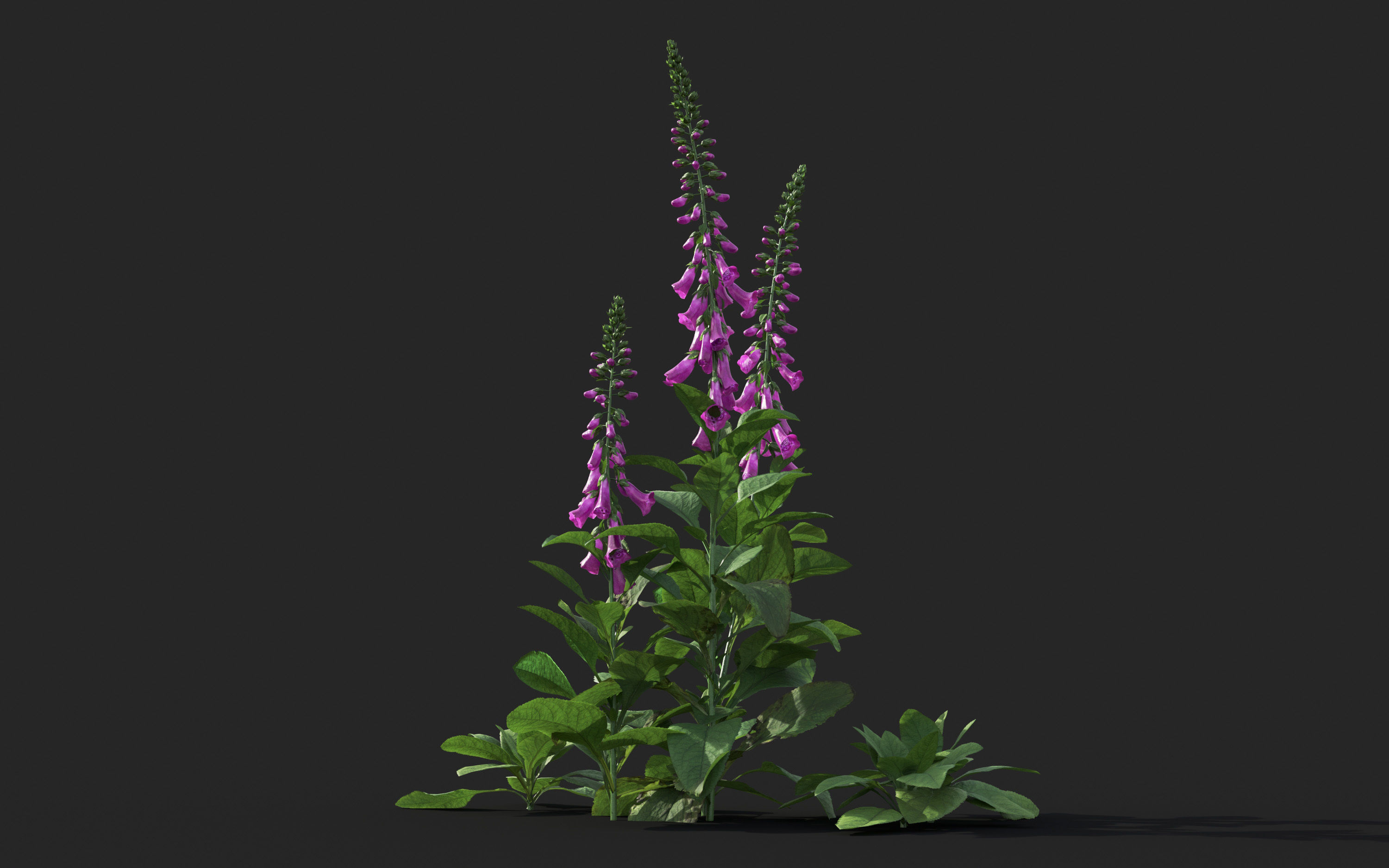 Ground cover plants Collection - Include GrowFX and Mesh file  3D model_30