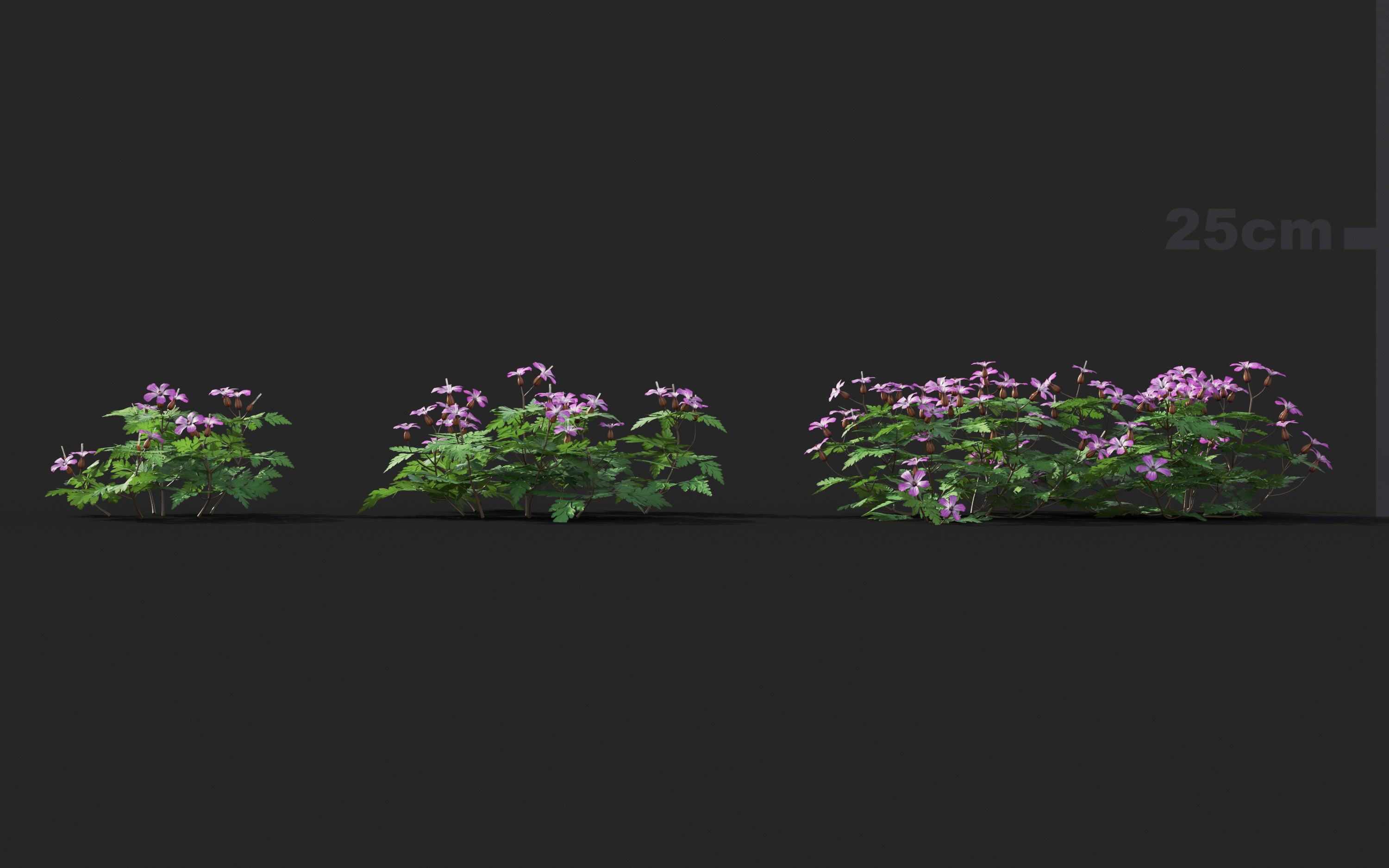 Ground cover plants Collection - Include GrowFX and Mesh file  3D model_36