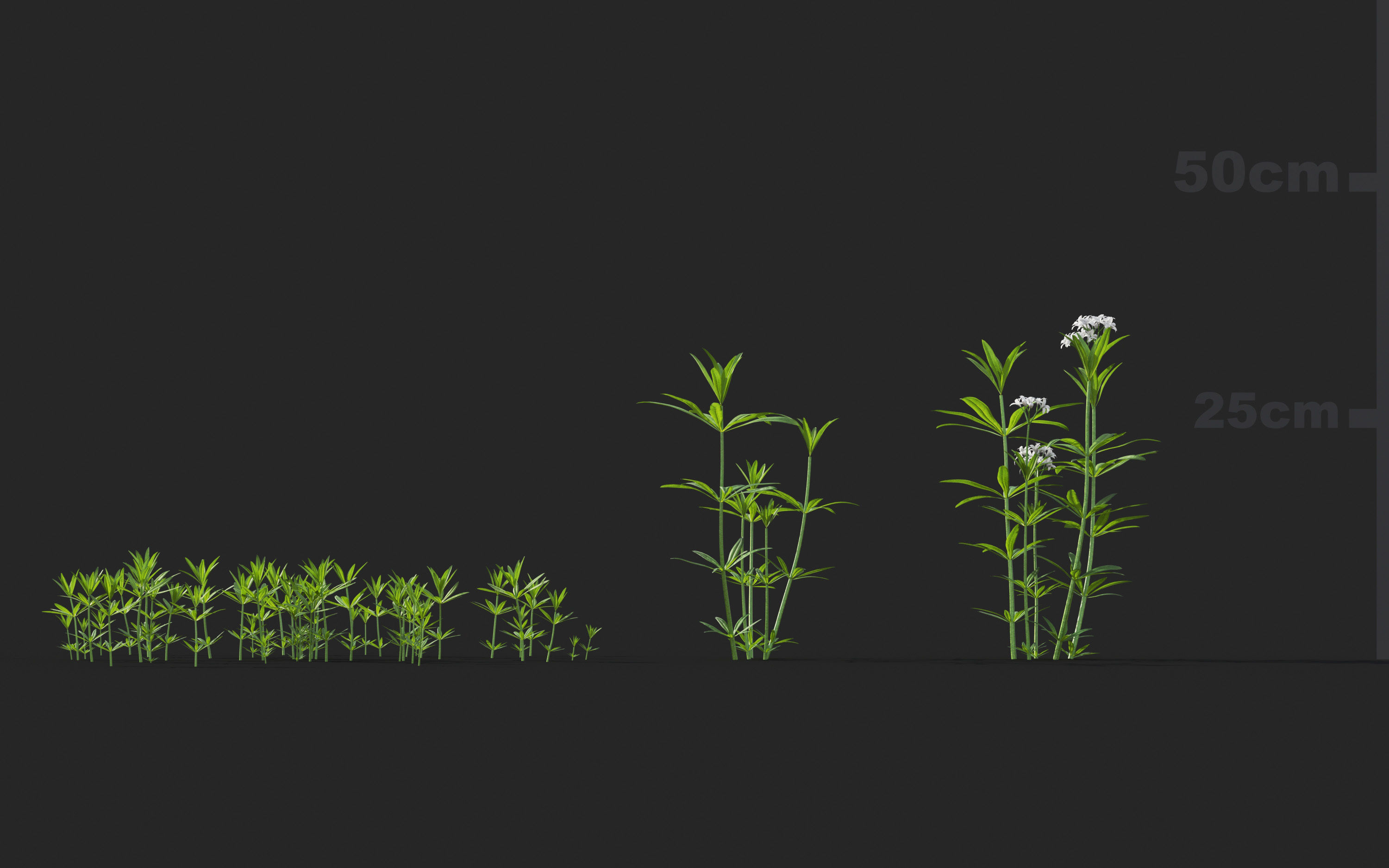Ground cover plants Collection - Include GrowFX and Mesh file  3D model_31