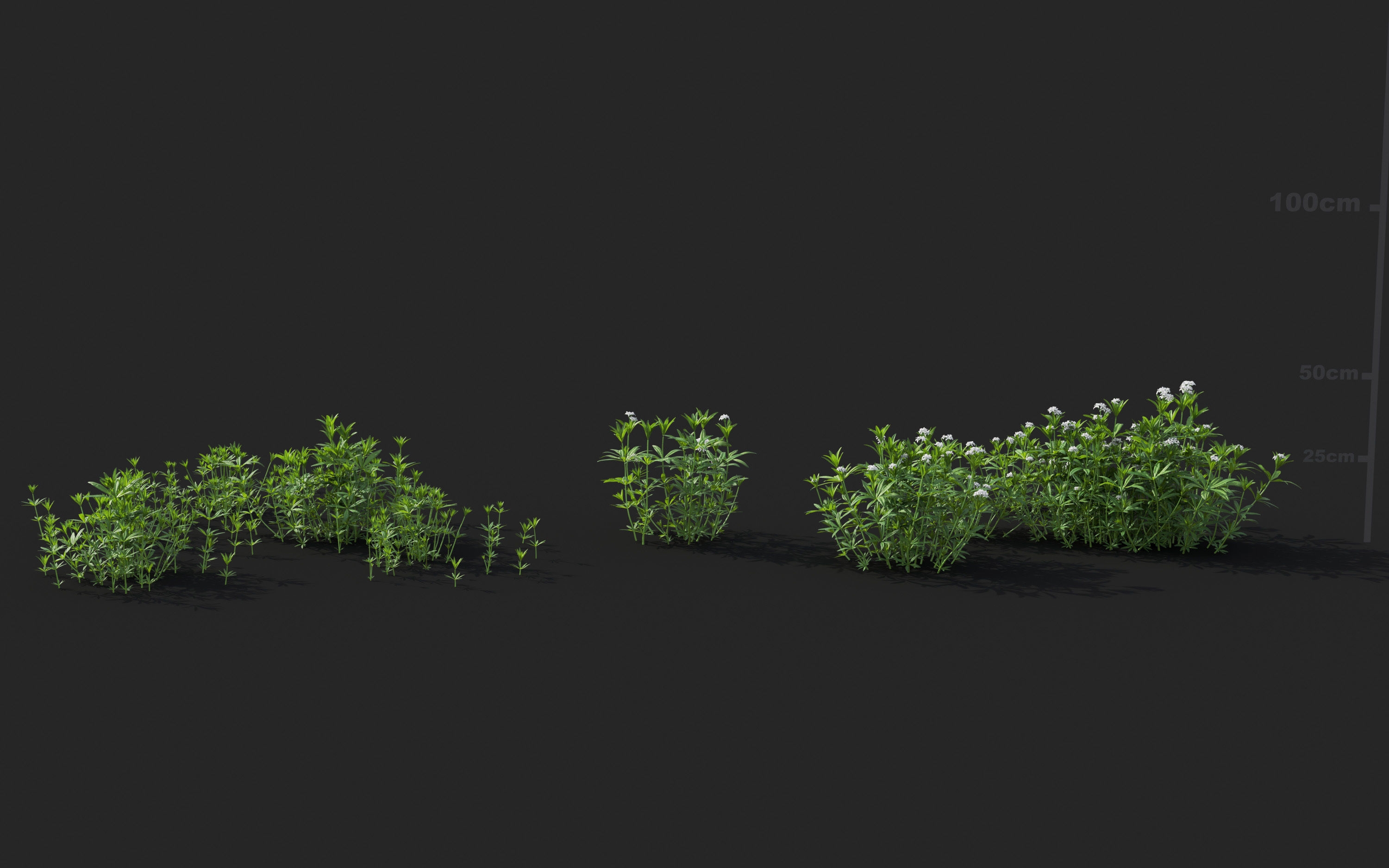 Ground cover plants Collection - Include GrowFX and Mesh file  3D model_32