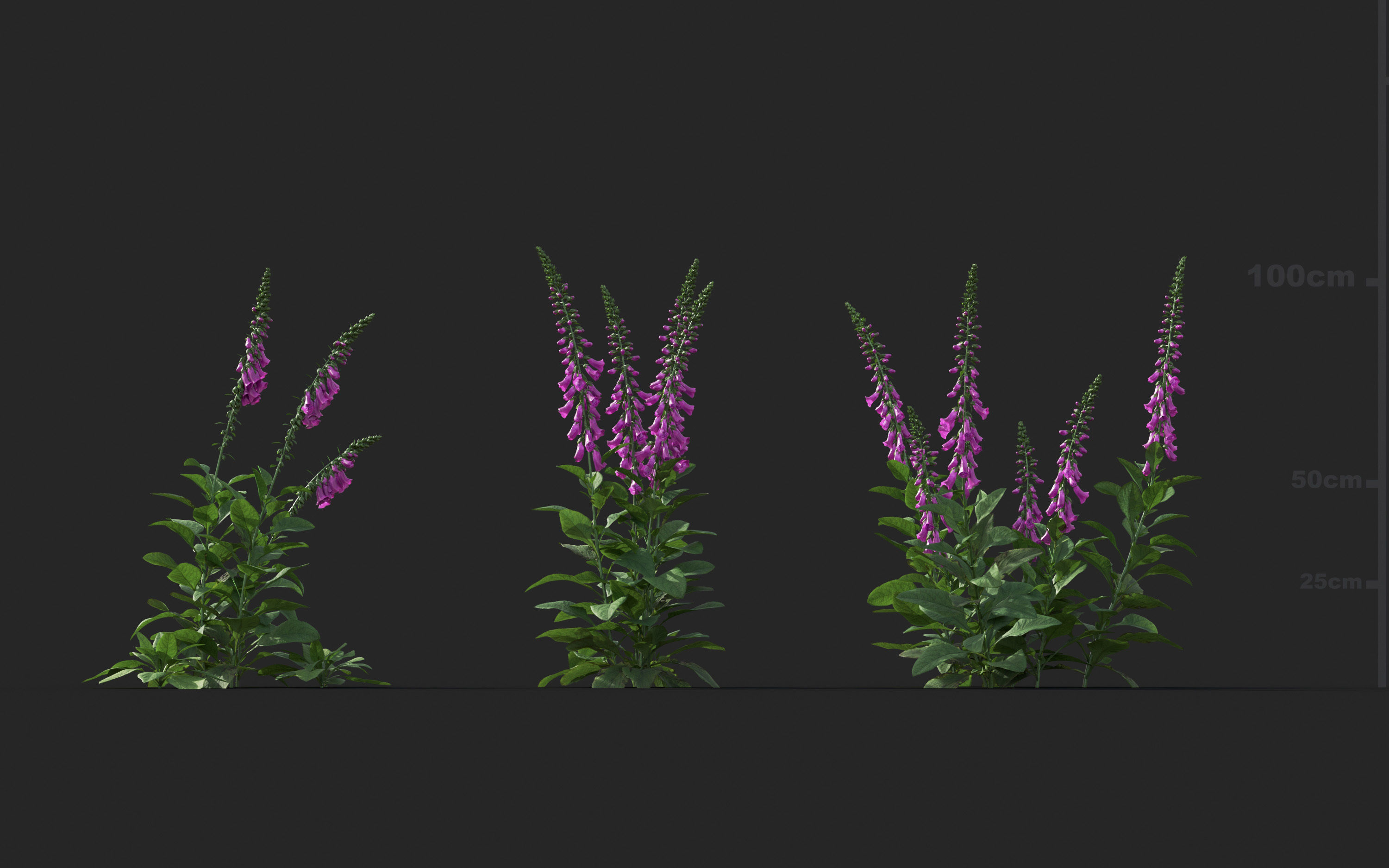 Ground cover plants Collection - Include GrowFX and Mesh file  3D model_28