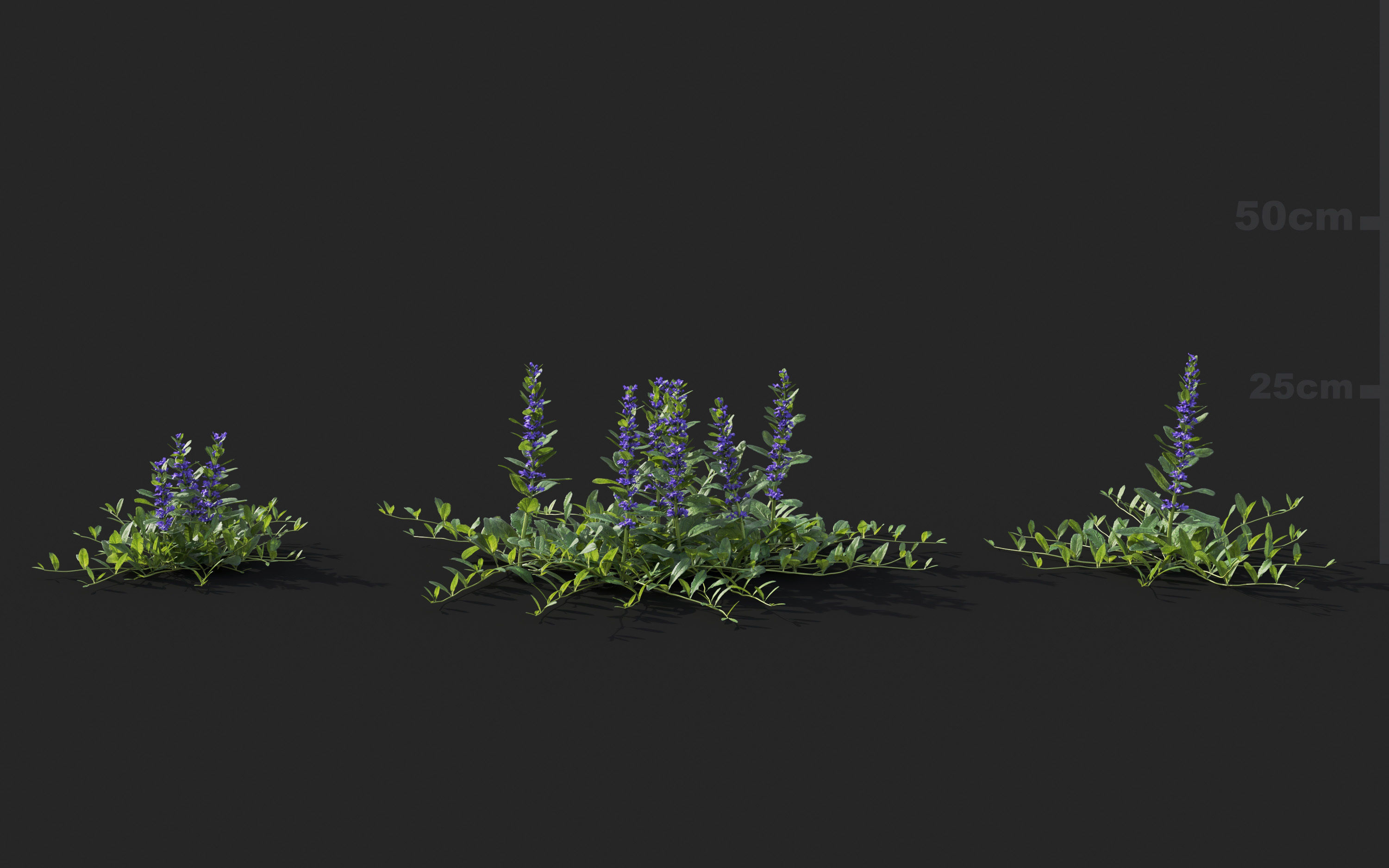 Ground cover plants Collection - Include GrowFX and Mesh file  3D model_9