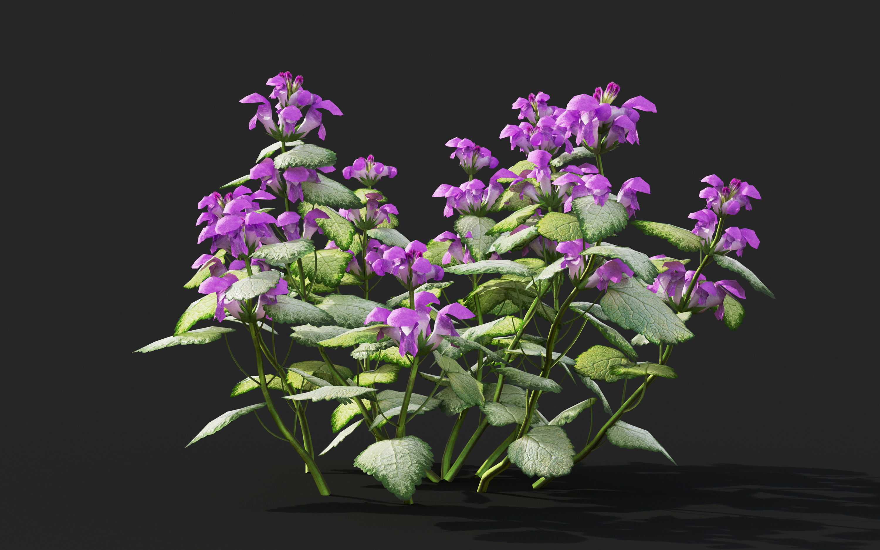 Ground cover plants Collection - Include GrowFX and Mesh file  3D model_54