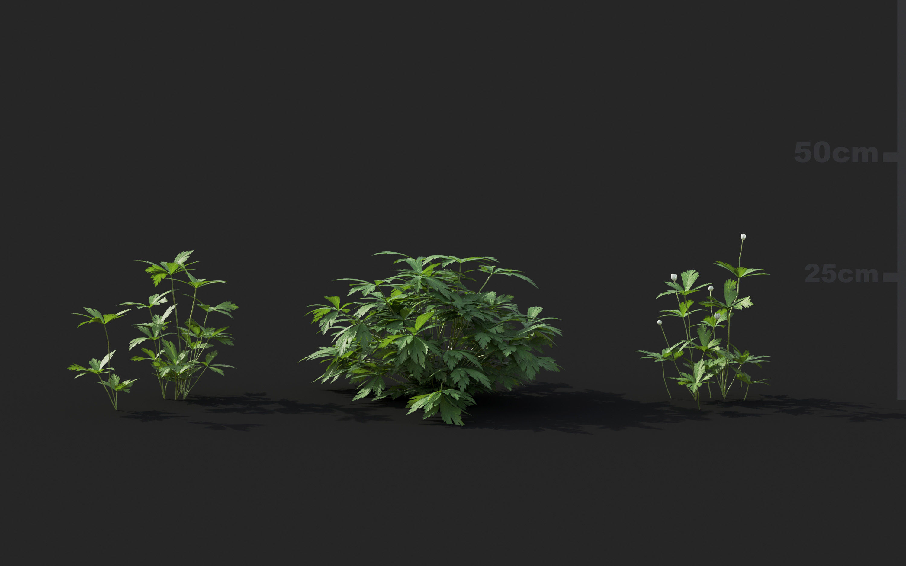 Ground cover plants Collection - Include GrowFX and Mesh file  3D model_11