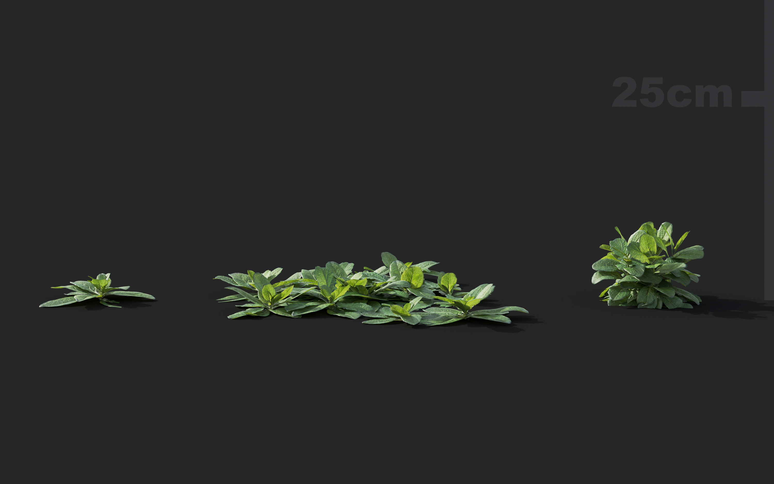 Ground cover plants Collection - Include GrowFX and Mesh file  3D model_7