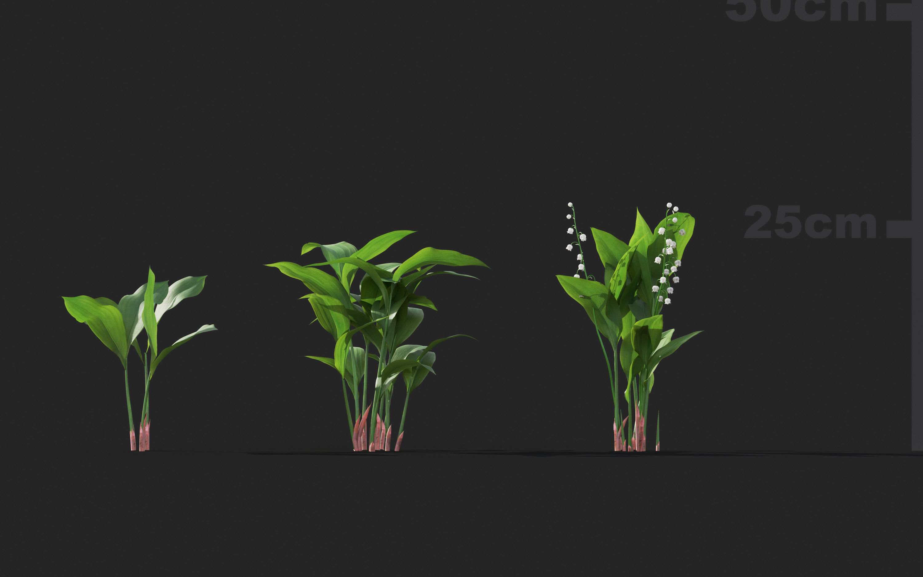 Ground cover plants Collection - Include GrowFX and Mesh file  3D model_20