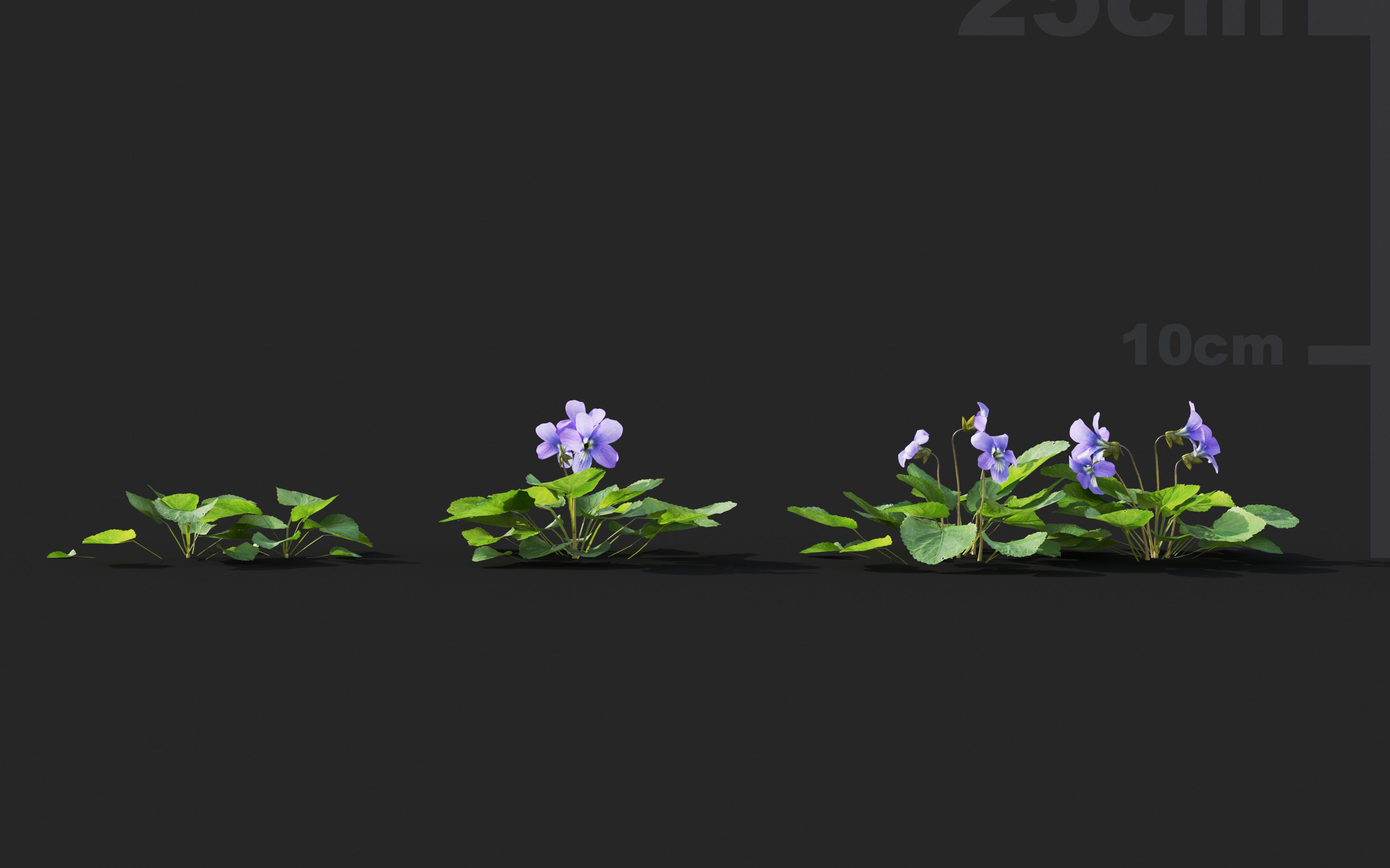 Ground cover plants Collection - Include GrowFX and Mesh file  3D model_83