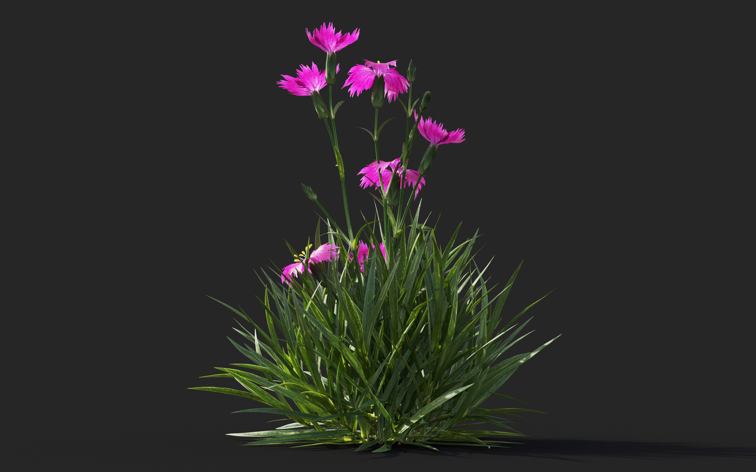 Ground cover plants Collection - Include GrowFX and Mesh file  3D model_26