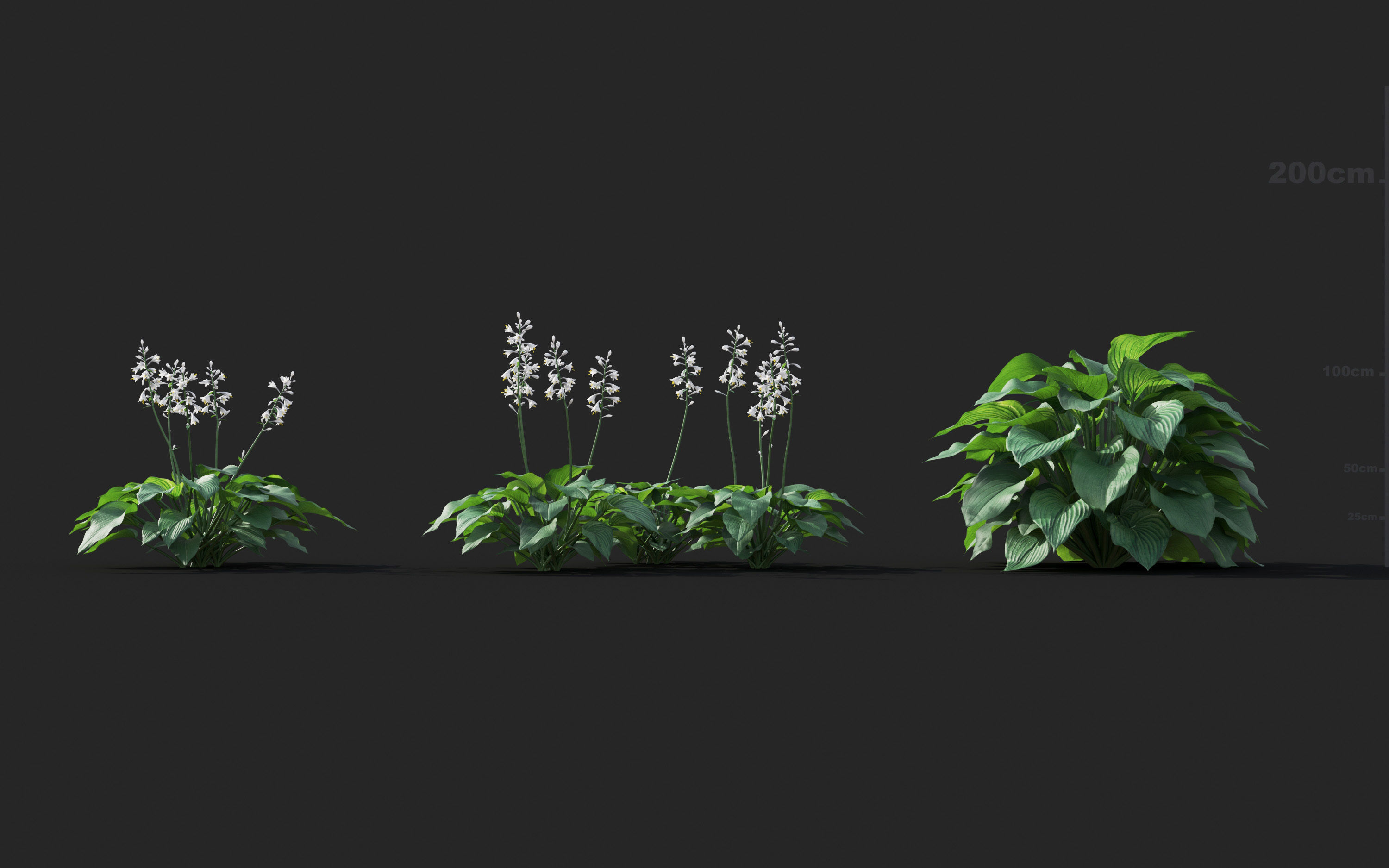 Ground cover plants Collection - Include GrowFX and Mesh file  3D model_40