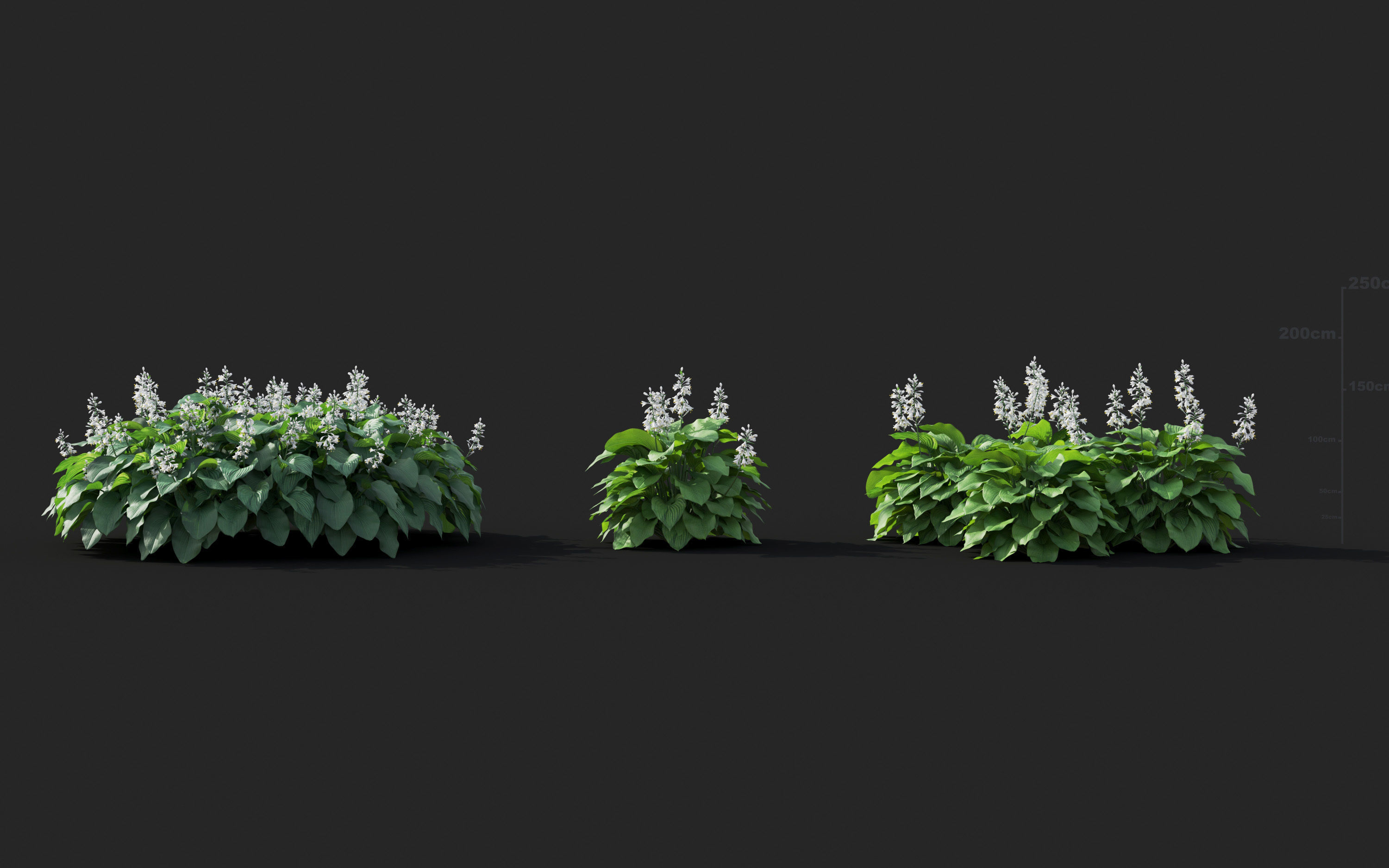 Ground cover plants Collection - Include GrowFX and Mesh file  3D model_41