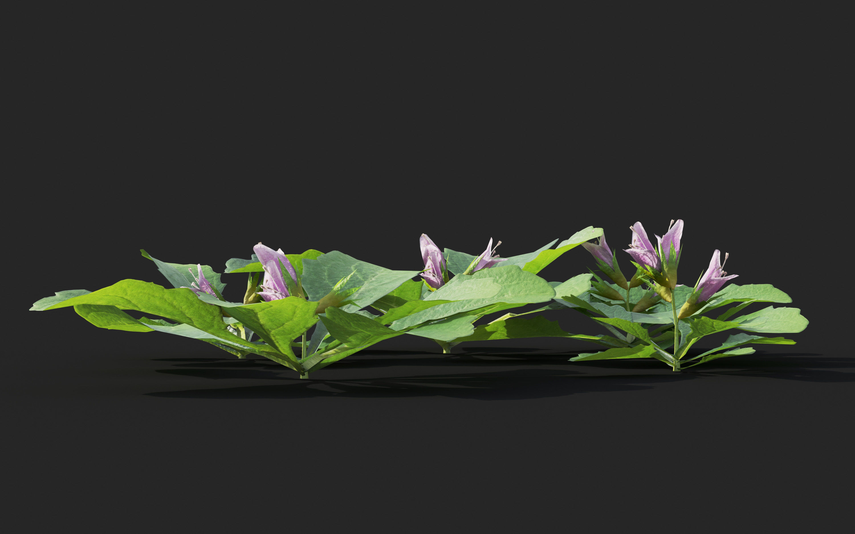 Ground cover plants Collection - Include GrowFX and Mesh file  3D model_62