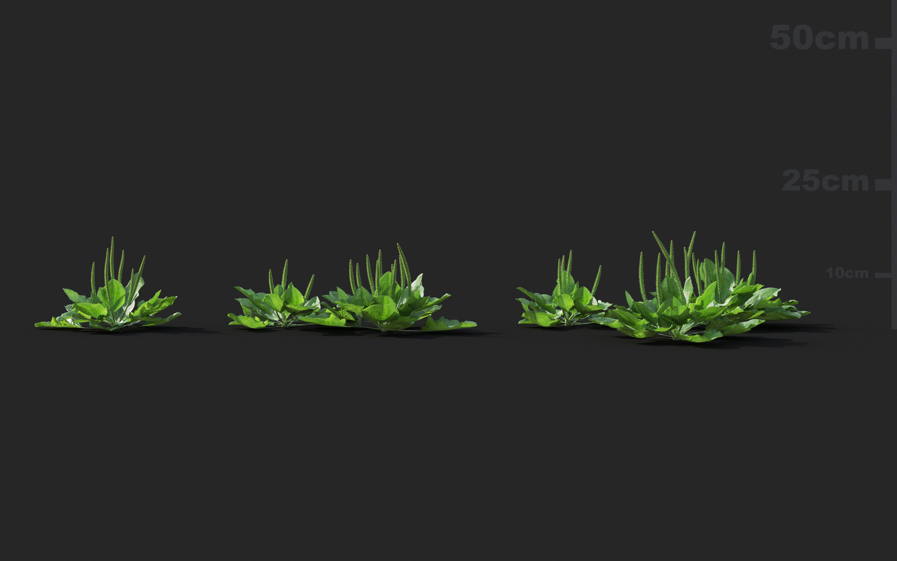 Ground cover plants Collection - Include GrowFX and Mesh file  3D model_75