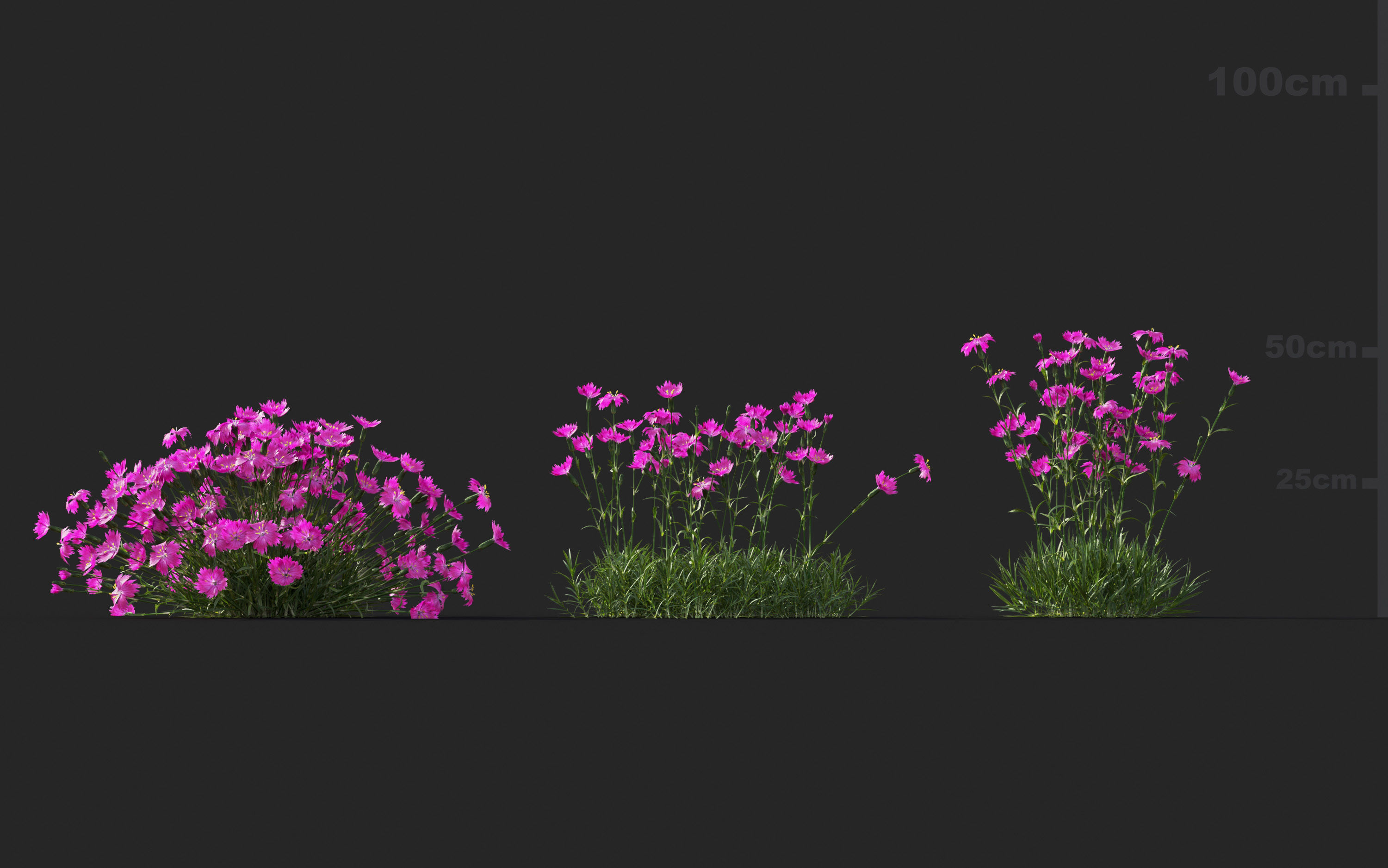 Ground cover plants Collection - Include GrowFX and Mesh file  3D model_25