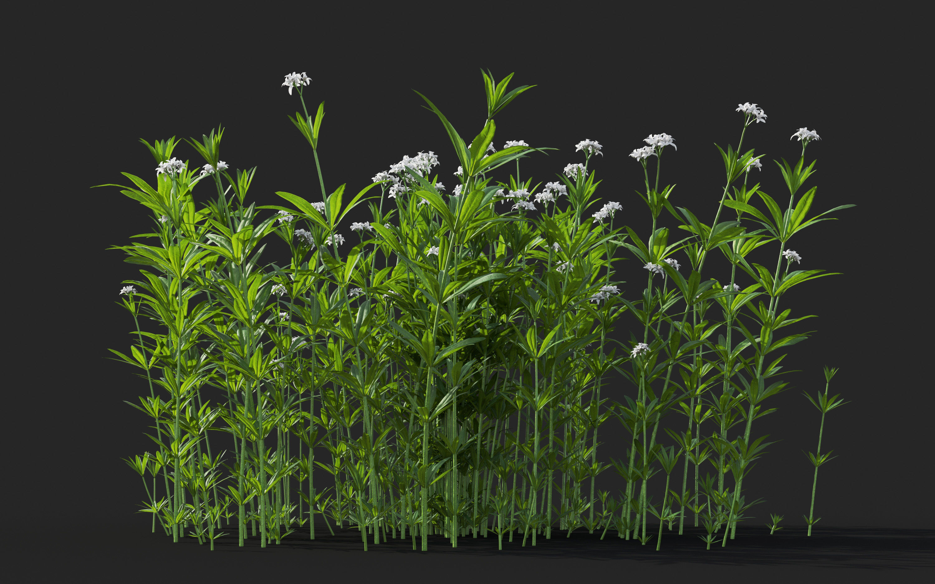 Ground cover plants Collection - Include GrowFX and Mesh file  3D model_34