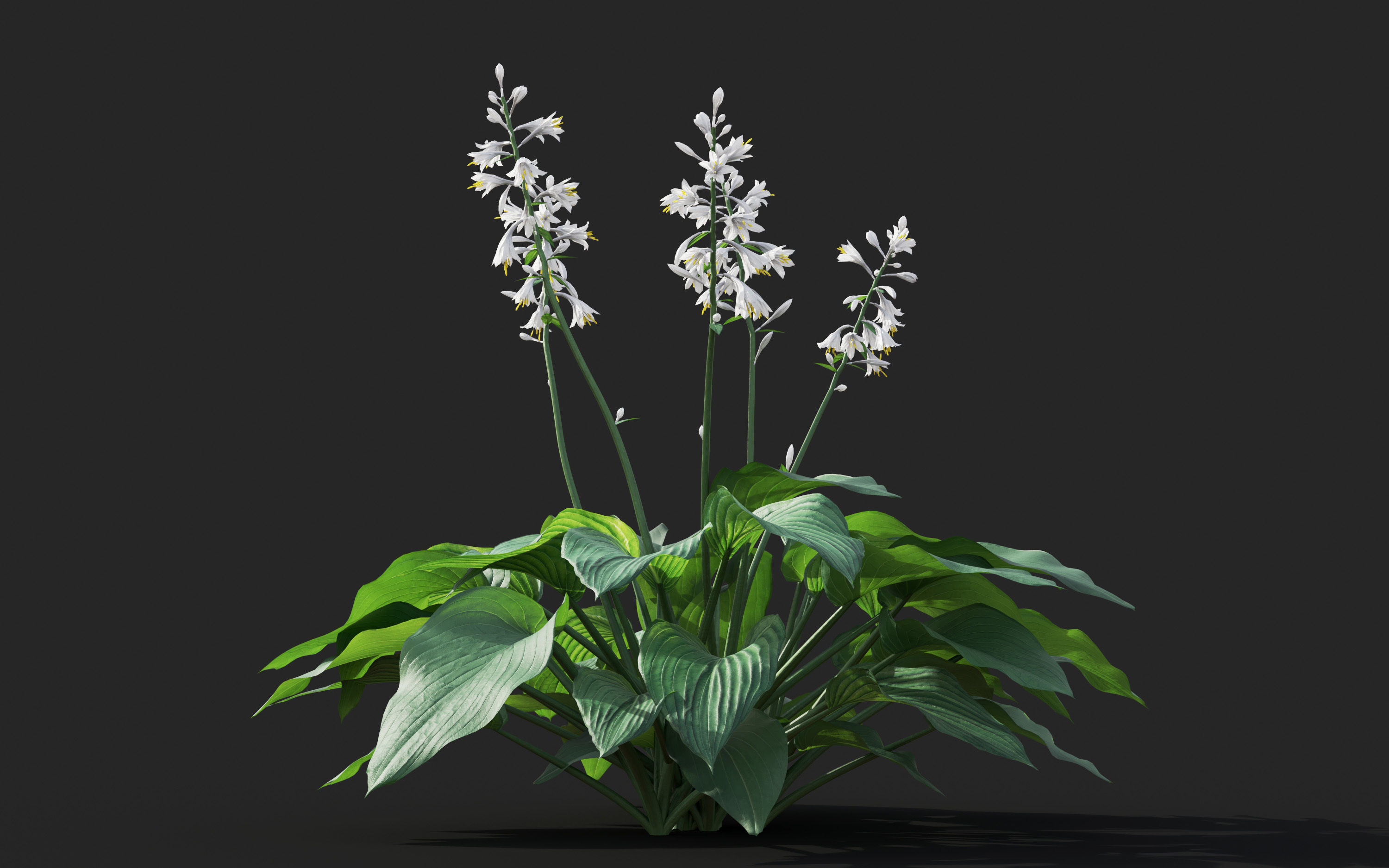 Ground cover plants Collection - Include GrowFX and Mesh file  3D model_42