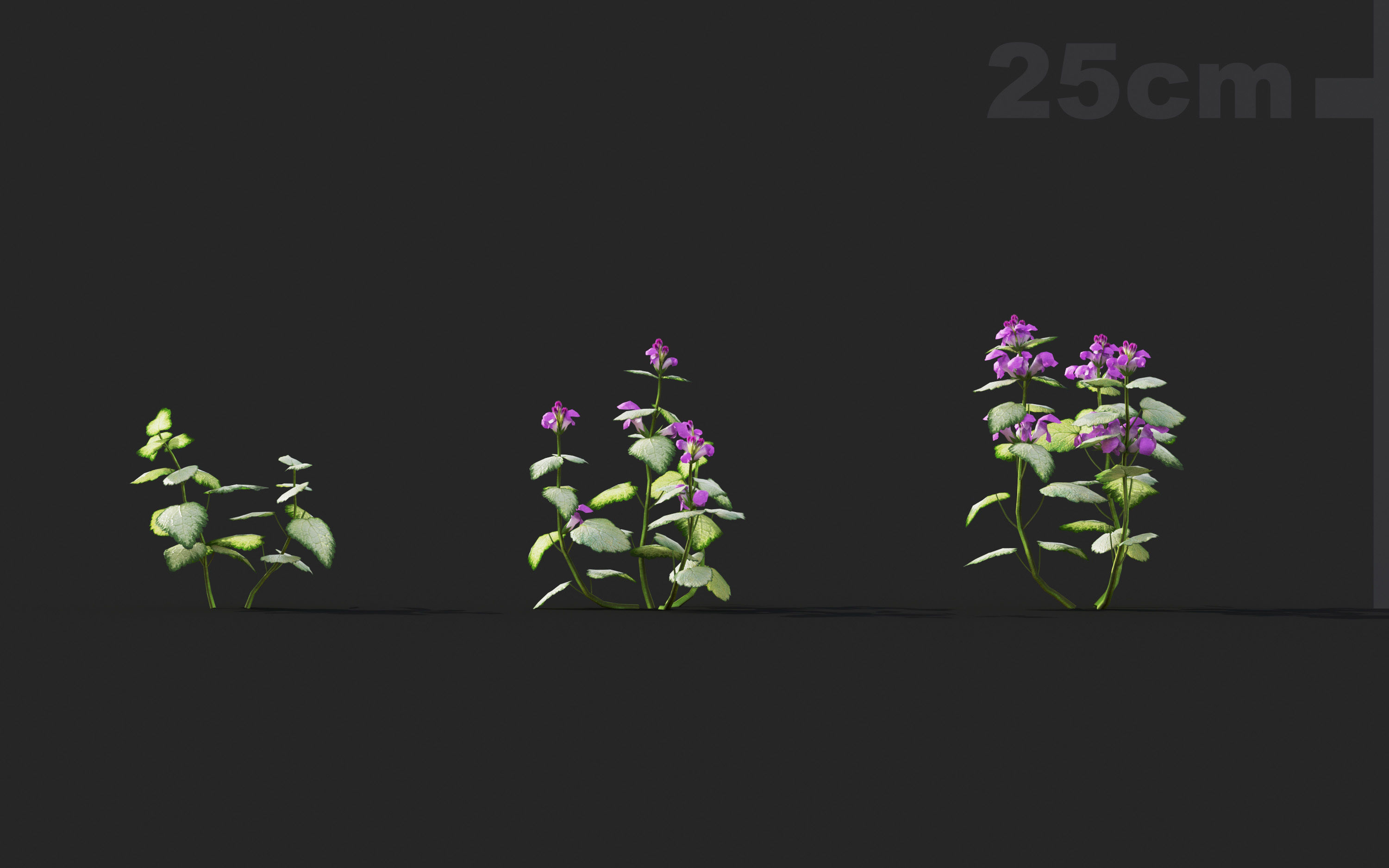 Ground cover plants Collection - Include GrowFX and Mesh file  3D model_51