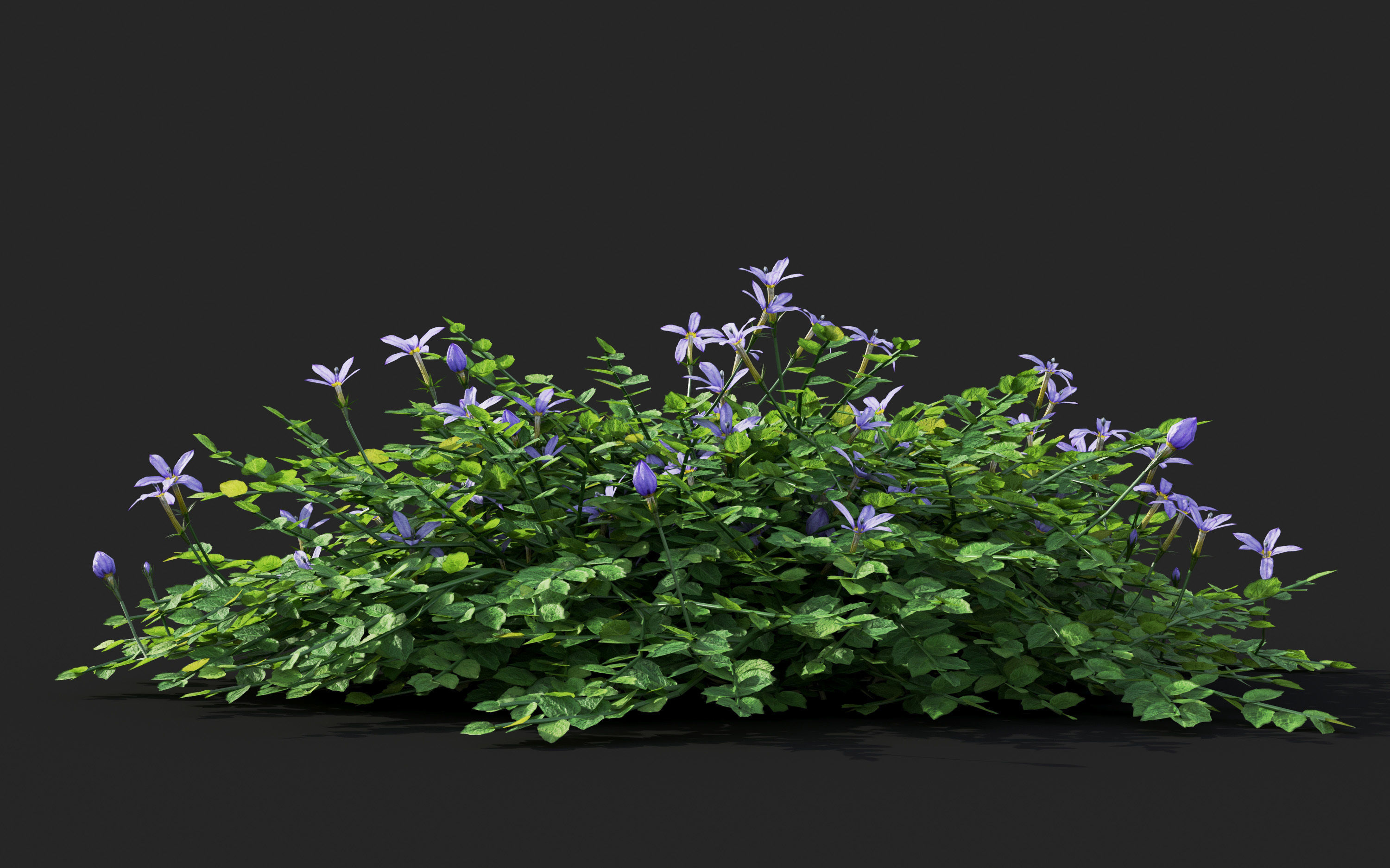 Ground cover plants Collection - Include GrowFX and Mesh file  3D model_50