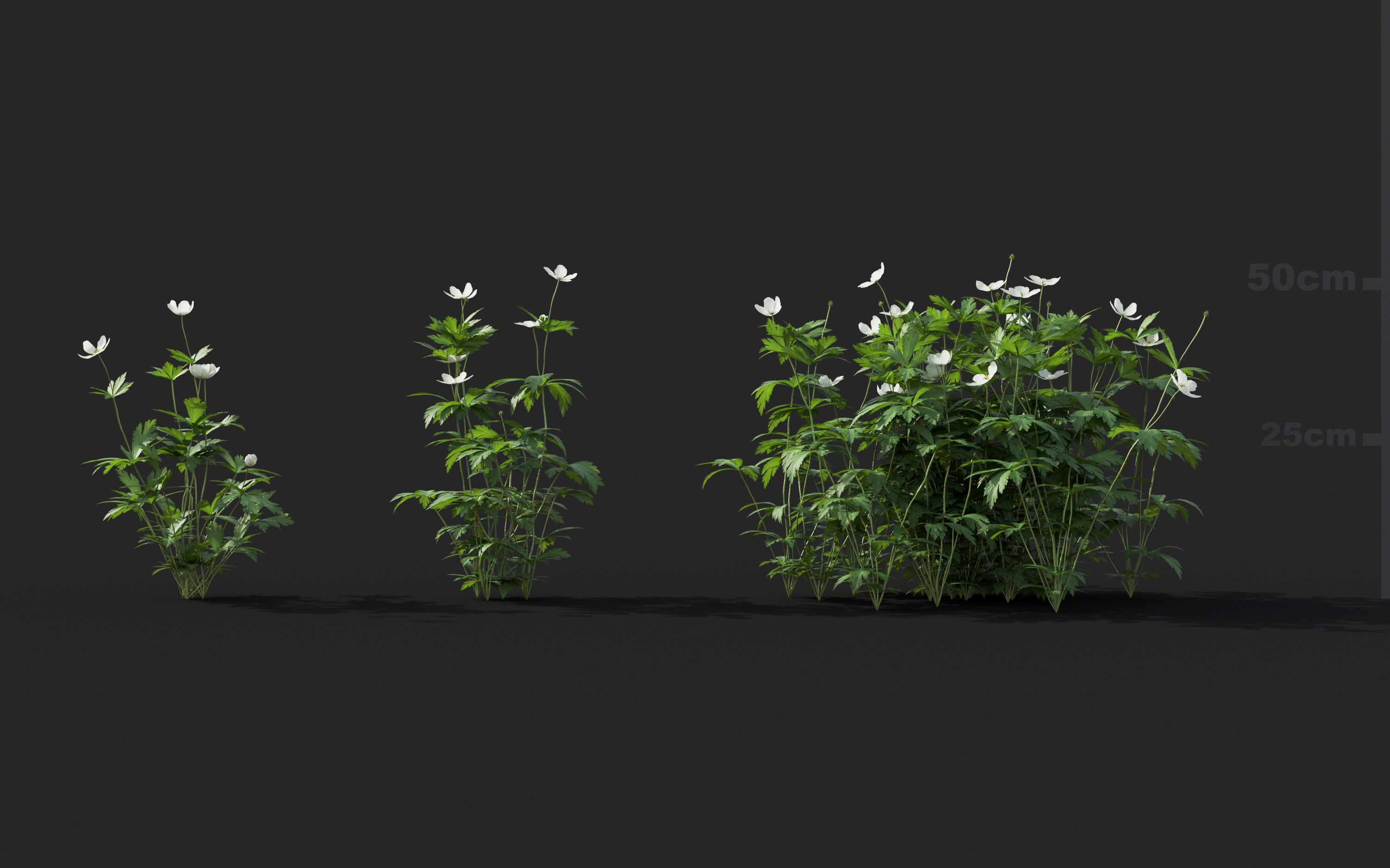 Ground cover plants Collection - Include GrowFX and Mesh file  3D model_13