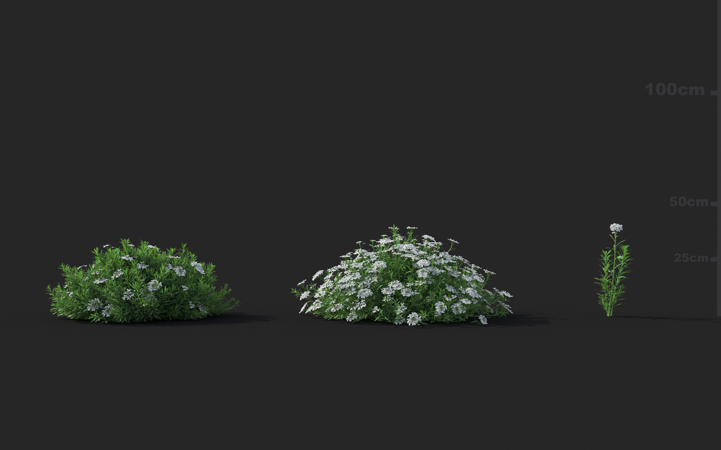 Ground cover plants Collection - Include GrowFX and Mesh file  3D model_44