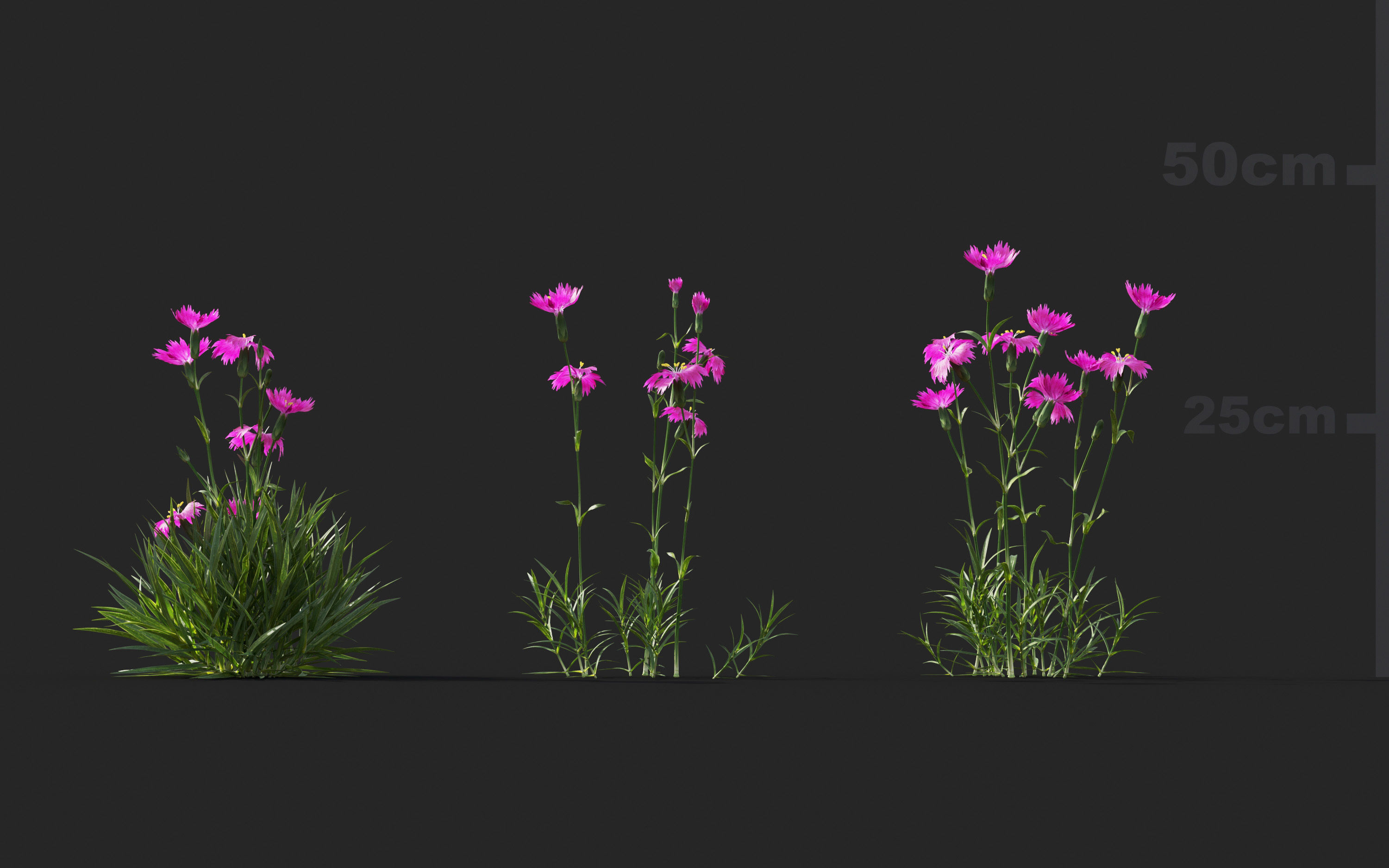 Ground cover plants Collection - Include GrowFX and Mesh file  3D model_24
