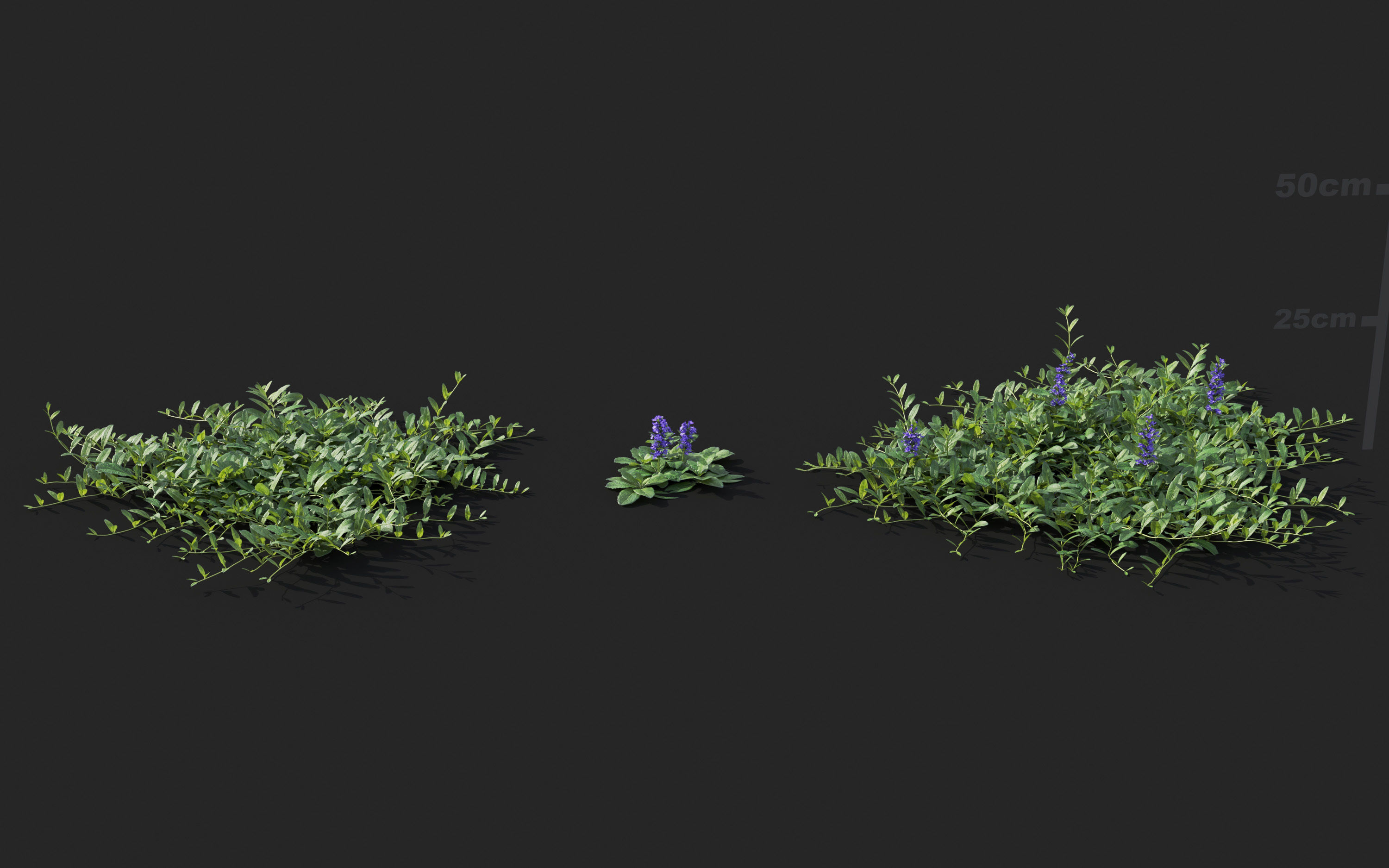 Ground cover plants Collection - Include GrowFX and Mesh file  3D model_8