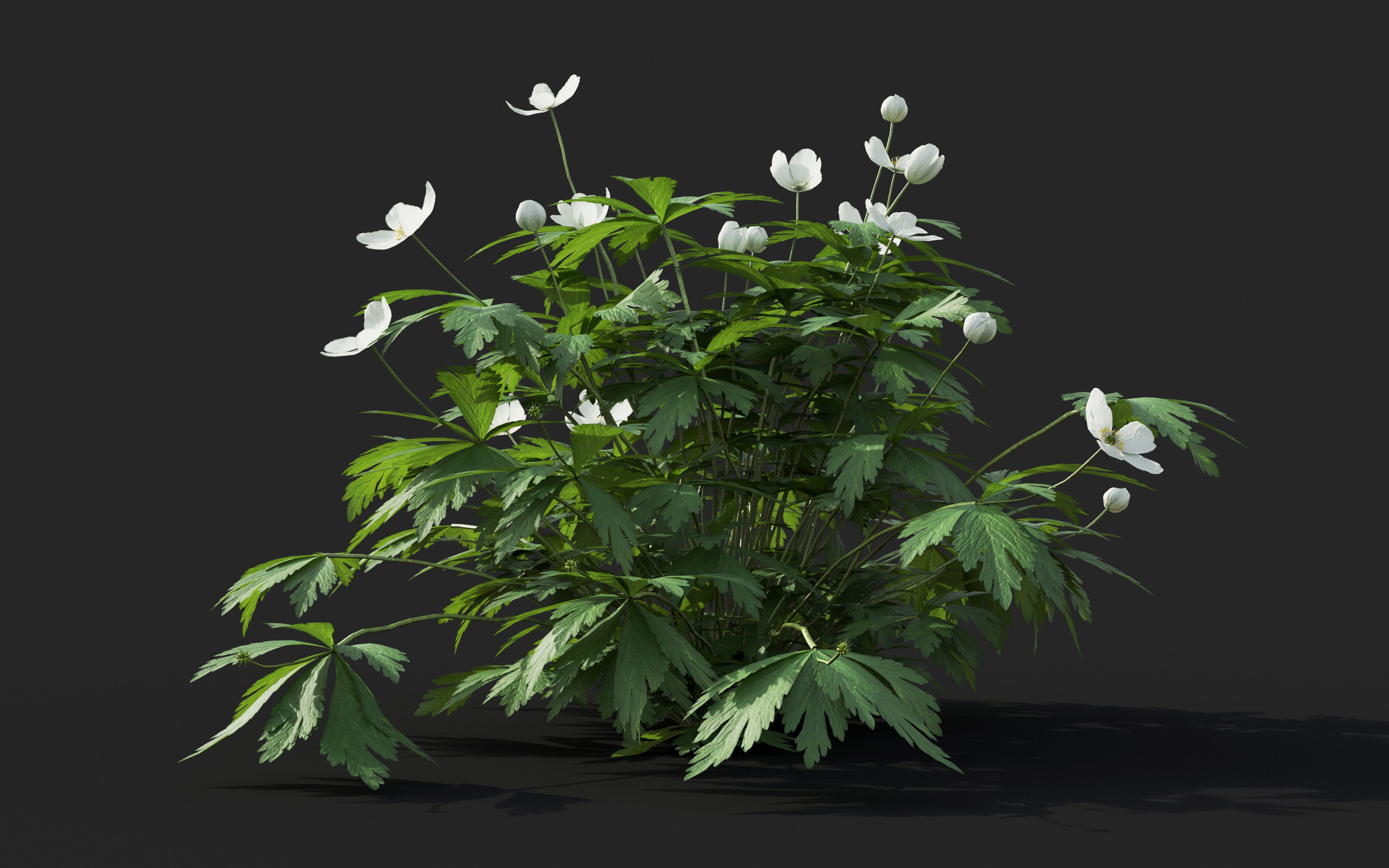 Ground cover plants Collection - Include GrowFX and Mesh file  3D model_14