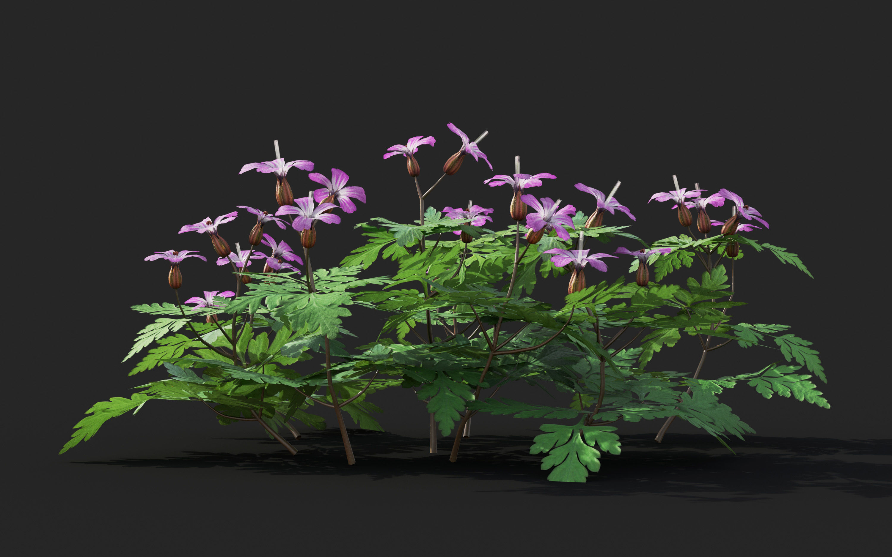 Ground cover plants Collection - Include GrowFX and Mesh file  3D model_38