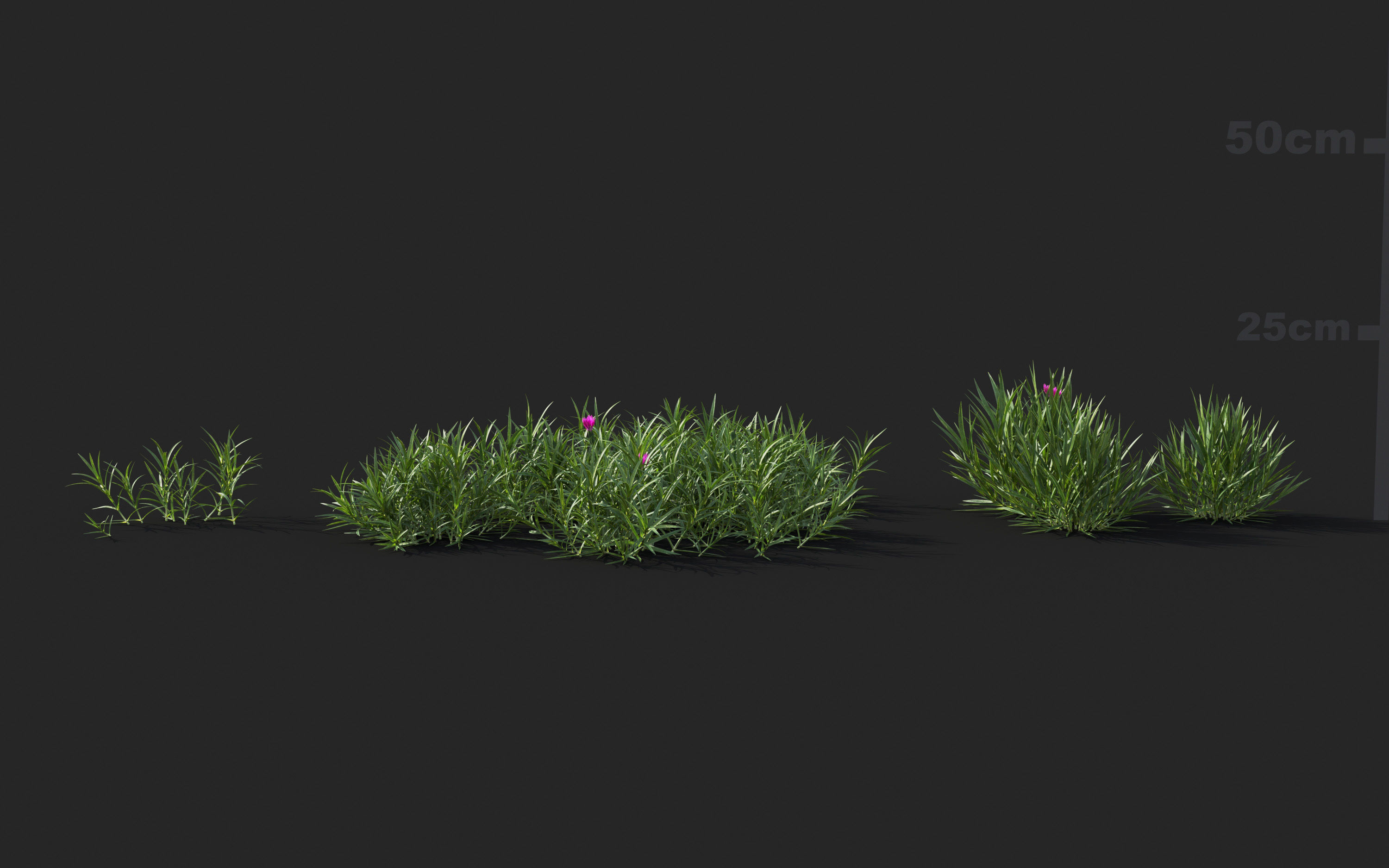 Ground cover plants Collection - Include GrowFX and Mesh file  3D model_23