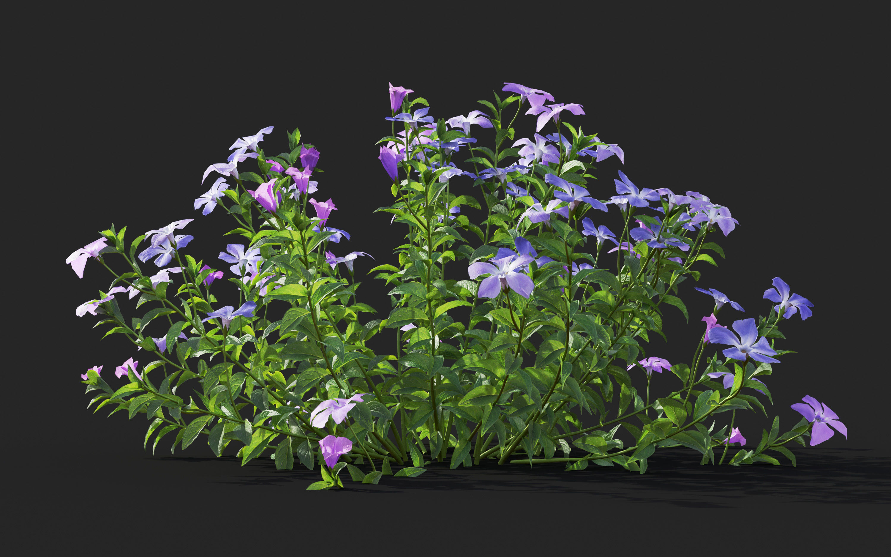 Ground cover plants Collection - Include GrowFX and Mesh file  3D model_82