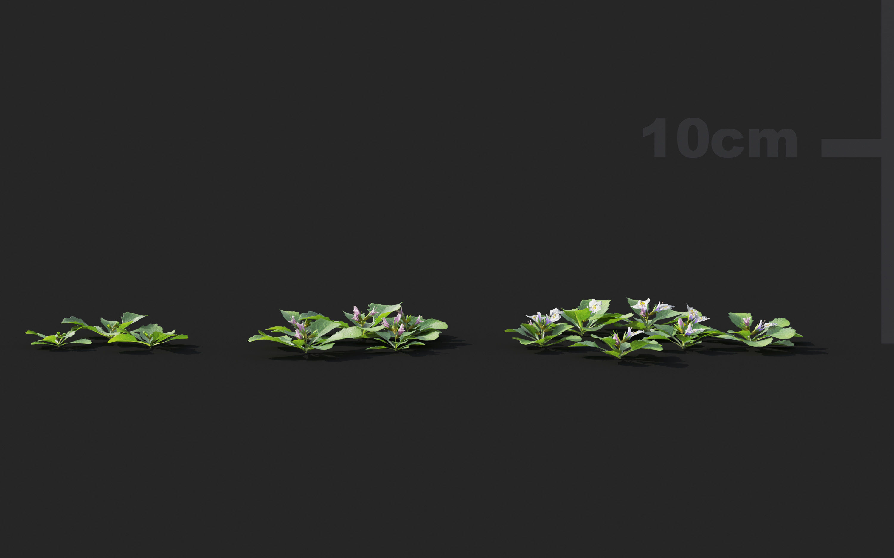 Ground cover plants Collection - Include GrowFX and Mesh file  3D model_59
