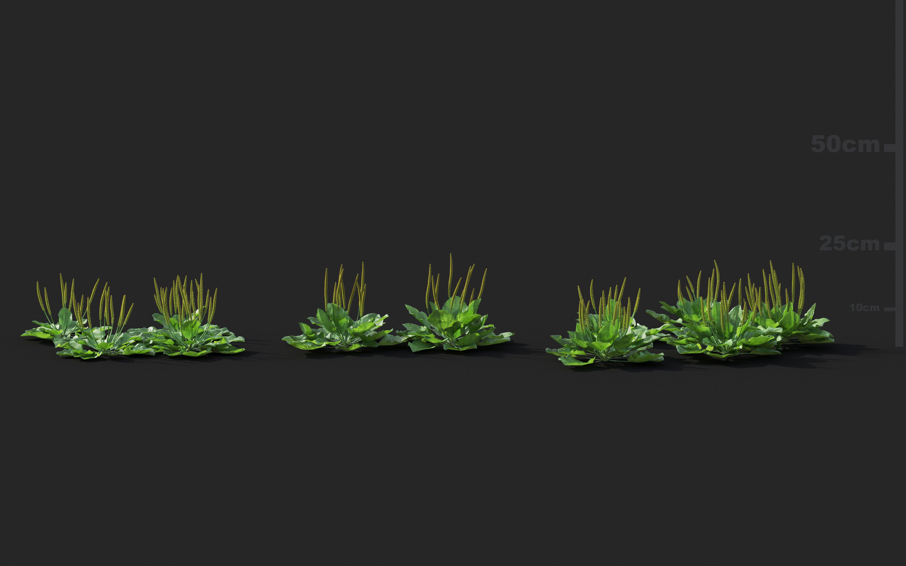 Ground cover plants Collection - Include GrowFX and Mesh file  3D model_76